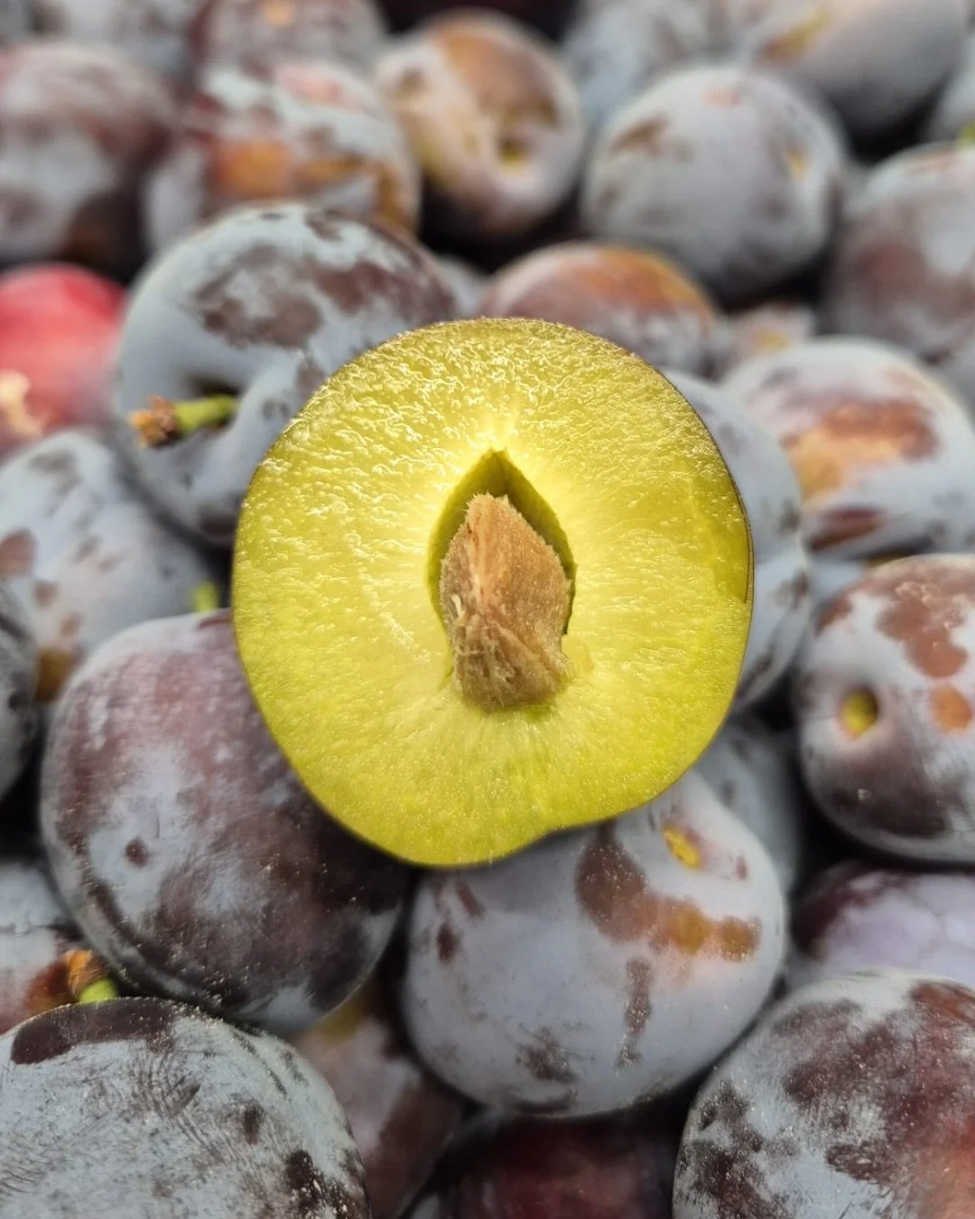 𝐐𝐮𝐞𝐭𝐬𝐜𝐡𝐞 𝐚𝐧𝐝 𝐂𝐚𝐧𝐝𝐲 𝐆𝐫𝐚𝐩𝐞🍇
ℚ𝕦𝕖𝕥𝕤𝕔𝕙𝕖
Part of a family of Sugar Plums, these lend themselves to being cooked as they hold their shape well and the flavour is enhanced.
When raw, they do not hold the same appeal, but tarte au
