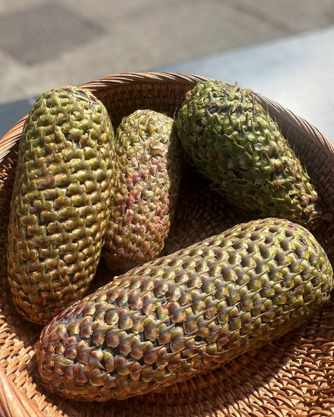 Noble Fir Cones 🌷
Wild, yet elegant: a beautiful and delicious edible wild ingredient.

Forages like Noble Fir Cones can also make great ingredients for delicious cocktails. From fragrant teas to sweet conifer syrups, their versatility goes far beyo