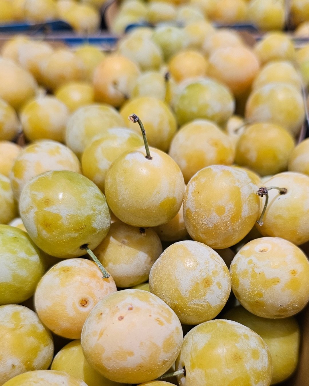 𝕄𝕚𝕣𝕒𝕓𝕖𝕝𝕝𝕖
Said to be the queen of plums, the mirabelle is exquisitely sweet and juicy. At the time of writing, we had seen the first two arrivals and they were slightly green but clearly getting more colour. We anticipate next week seeing fr