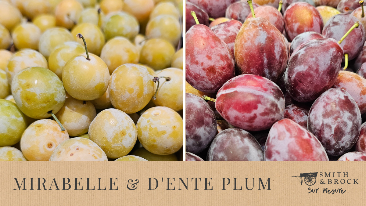Mirabelle &amp; D'Ente Plum
