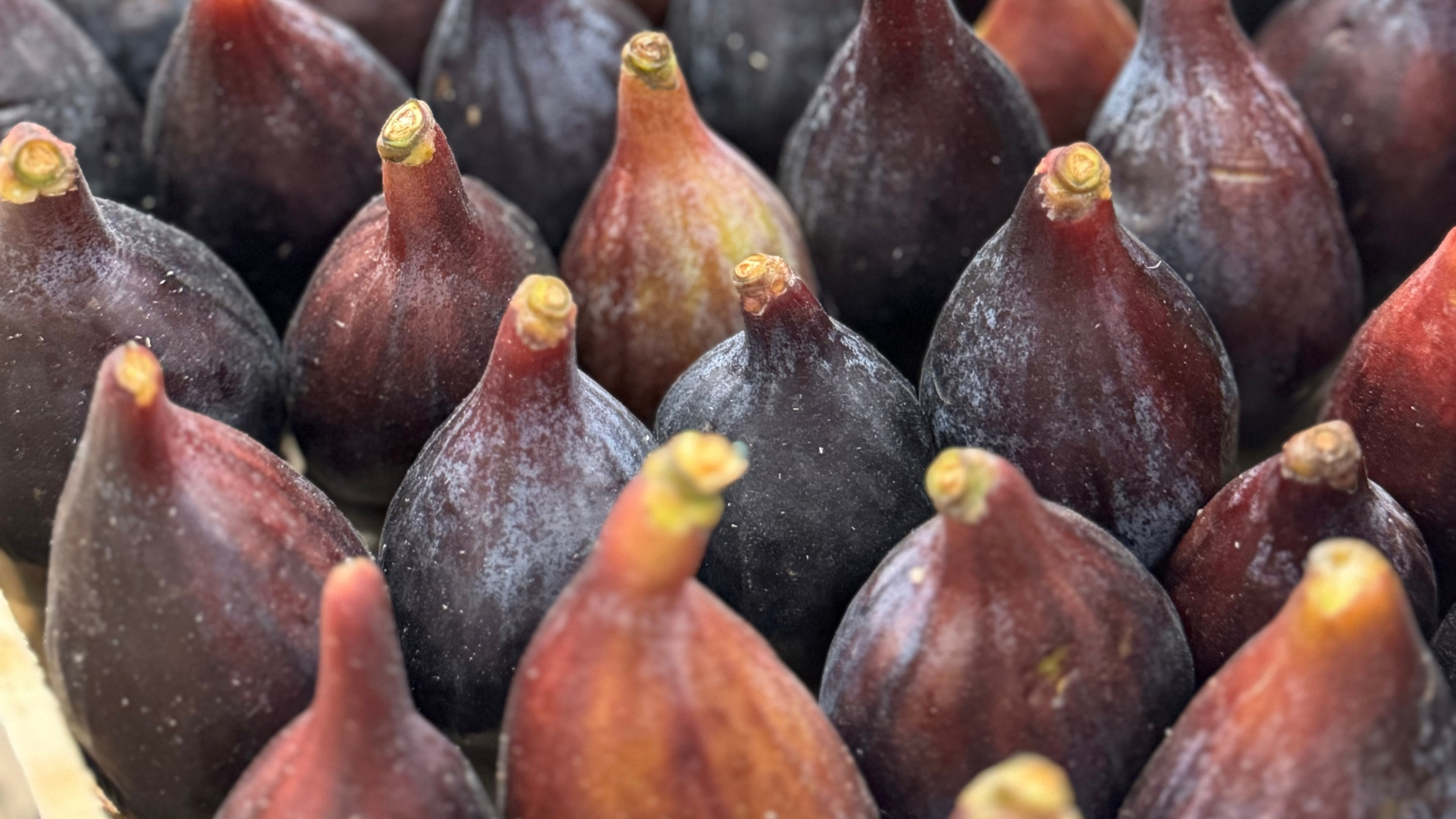 Black Fig🖤