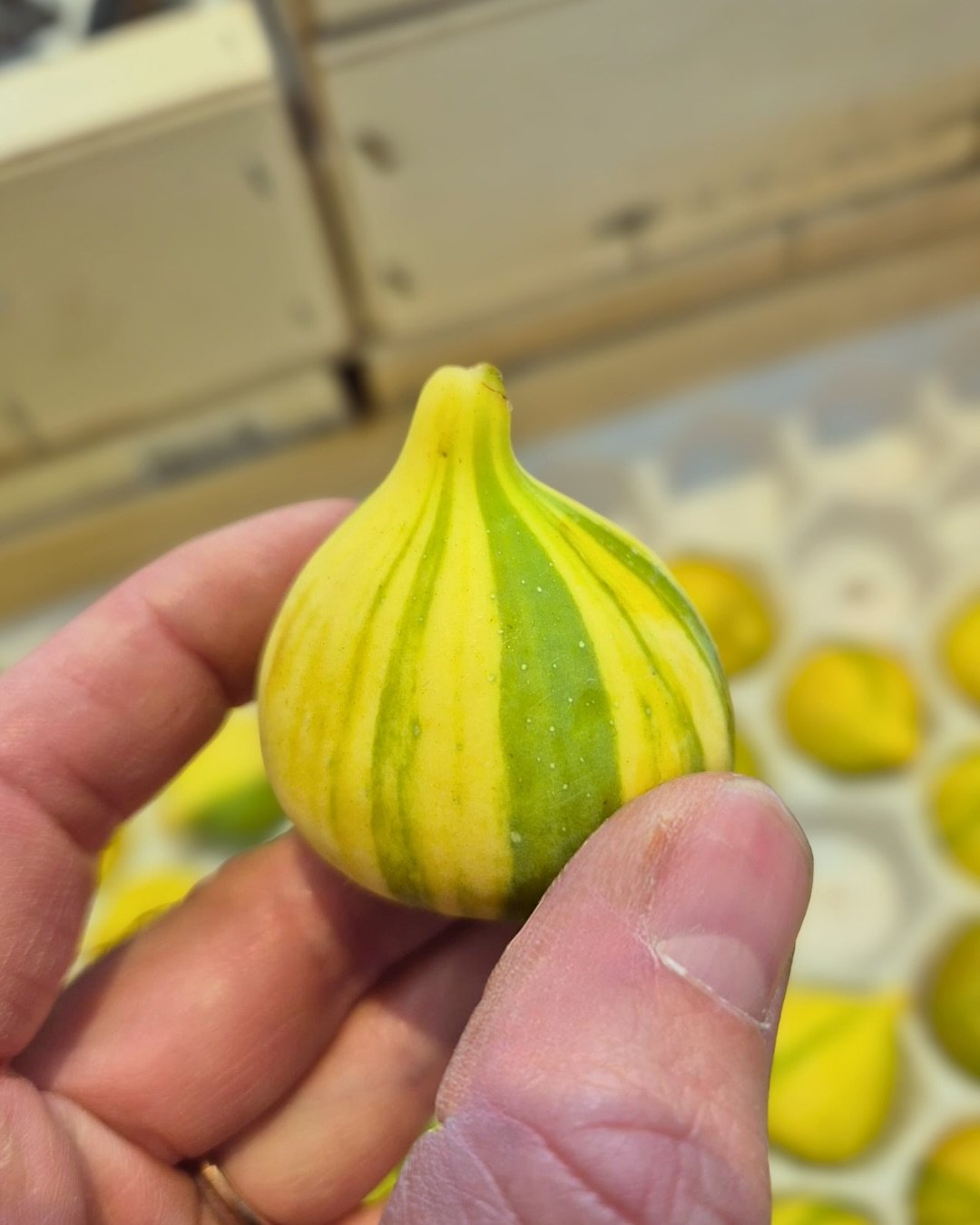 𝕐𝕖𝕝𝕝𝕠𝕨 𝕊𝕥𝕣𝕚𝕡𝕖 𝔽𝕚𝕘𝕤💛
Also known as Panach&eacute; or Tiger Figs, these visually striking heirloom figs are prized by chefs for their distinctive appearance and exceptional flavour.
With a crimson to pink interior, they have a rich, ho