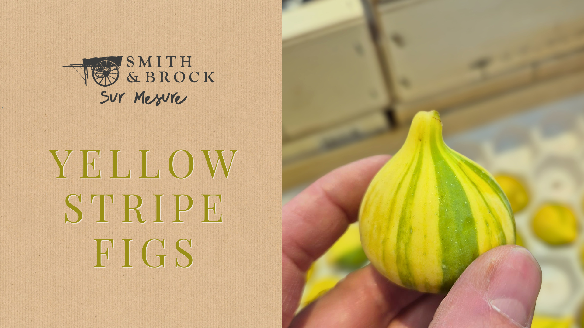 Yellow Stripe Figs💛