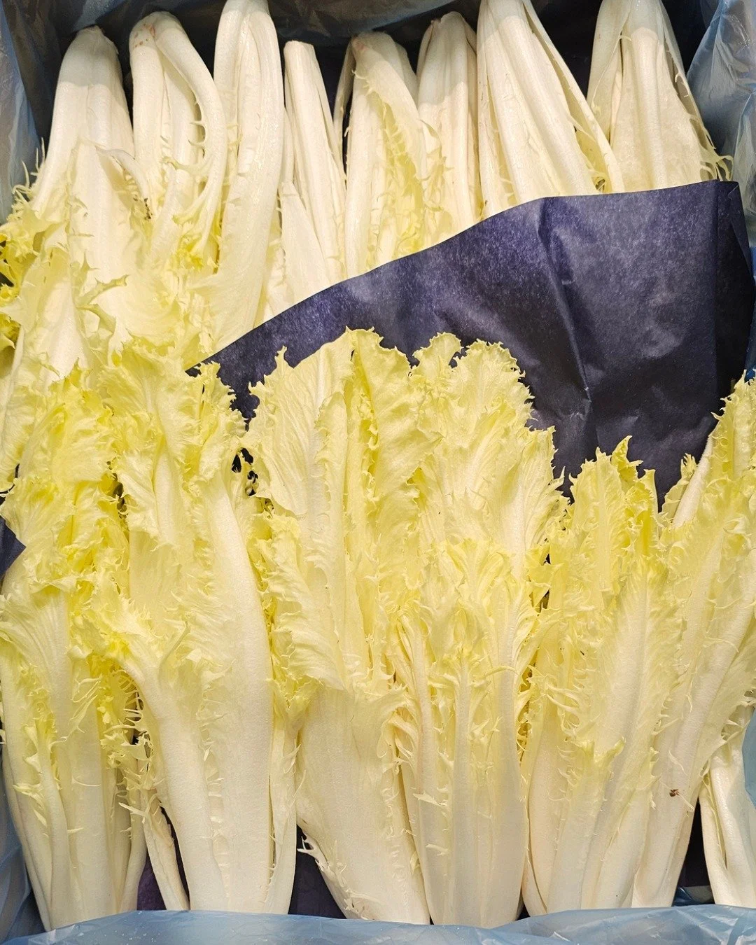 𝔽𝕣𝕚𝕤𝕖𝕝𝕚𝕟𝕖🤍
This is both a chicory and a multifeuille as it is both a bitter leaf. It&rsquo;s one where the leaves grow almost from a single point at the bottom of the stem making it very easy to cut and use. The long, thin shape of the leav