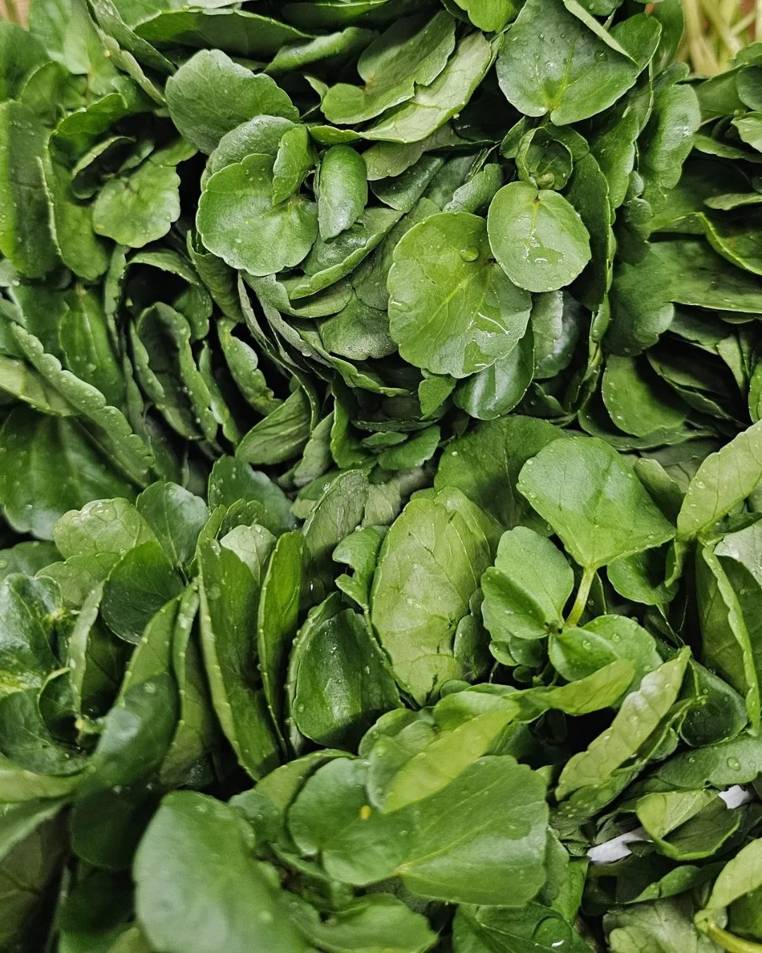𝕎𝕒𝕥𝕖𝕣𝕔𝕣𝕖𝕤𝕤
It is the beginning of the season for this delicious leaf. As the morning temperatures start to dip, the cress leaves grow larger and the flavour becomes more pronounced, giving us a (small currently), daily supply of watercress 