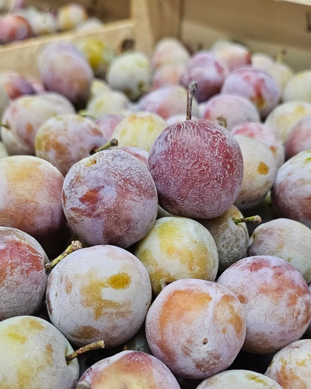 ℂ𝕙𝕪𝕡𝕣𝕖
With Mirabelle coming to an end, there is a short-term replacement available. Chypre plum is a very colourful, round plum, roughly the same size as Mirabelle, that has loads of colour and a good flavour. There is a single harvest so when 