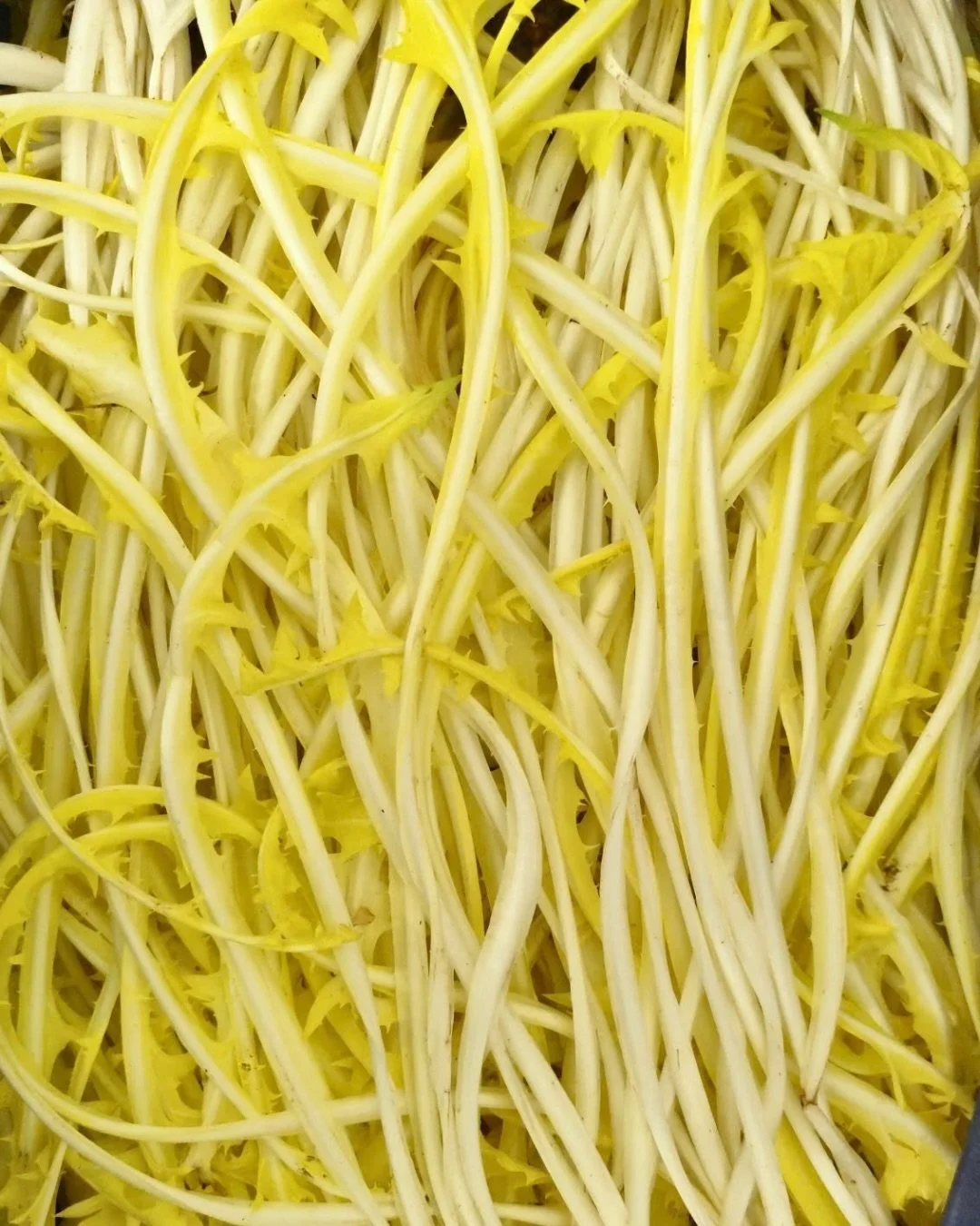 ℙ𝕚𝕤𝕤𝕖𝕟𝕝𝕚𝕥&thinsp;
The cultivated version of the dandelion comes into its own in the cooler months as its bitter taste and serrated leaves complement the chicories that are coming into season. Dandelion is rich in essential nutrients, includin