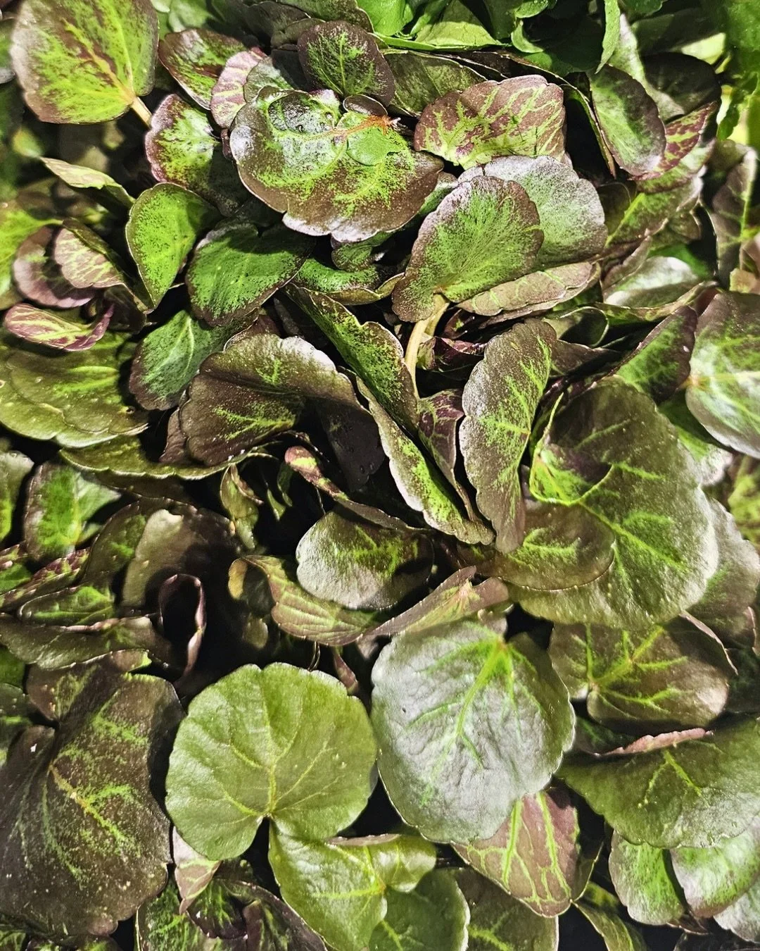 ℝ𝕖𝕕 𝕎𝕒𝕥𝕖𝕣𝕔𝕣𝕖𝕤𝕤
This is a fantastic product from a very good grower in Essonne. It is visually stunning and the flavour is very pronounced and peppery. Just like the green one, the leaves, stalks and even the fruit can all be eaten raw and