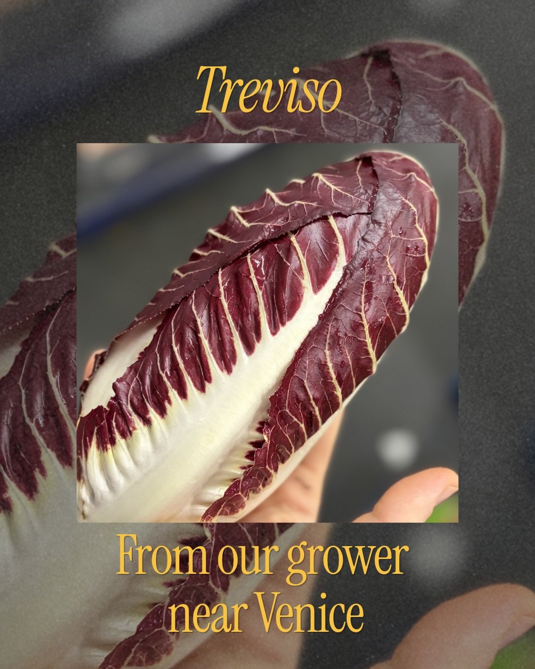 𝐓𝐫𝐞𝐯𝐢𝐬𝐨 🇮🇹🥬
Bitterleaf season has now started! 
Our bitterleaf is coming directly from our grower near Venice. His Castelfranco is also looking beautiful and is in stock now, with Tardivo arriving shortly.
 .
.
.
.
.
#whatsnew #smithandbroc