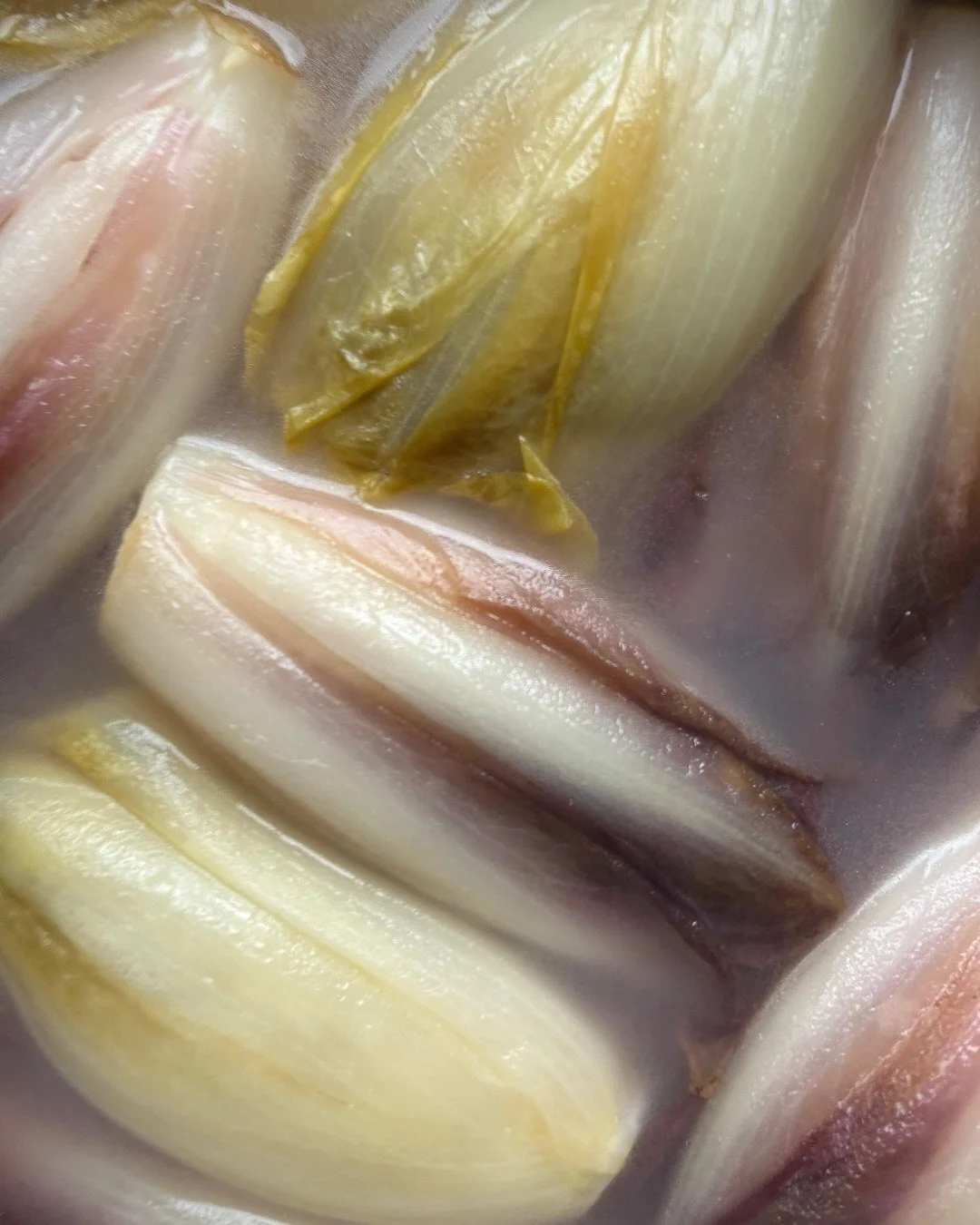 Red endives are now in season from late autumn through early spring, with peak flavour and crispness hitting during the colder winter months.

@chefdaviduverger_smithandbrock has created a beautiful dish featuring our Red Endives, Parisian jambon bla