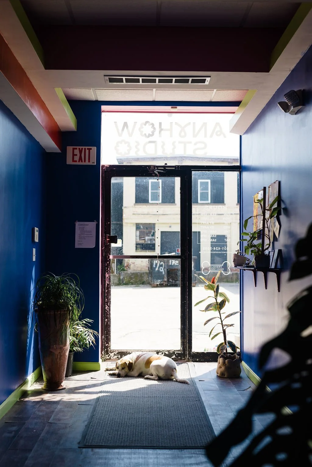 entrance to anyhow studio with daisy the dog sitting in the sun
