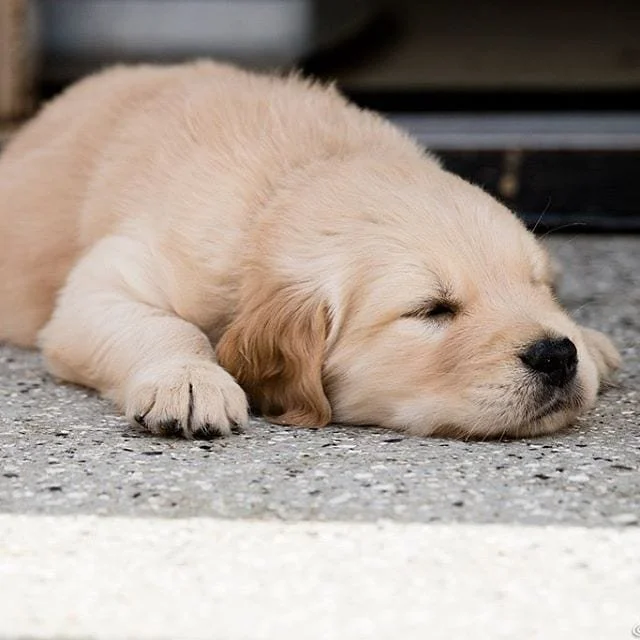 A golden retriever puppy sleeping on a gray speckled floor.