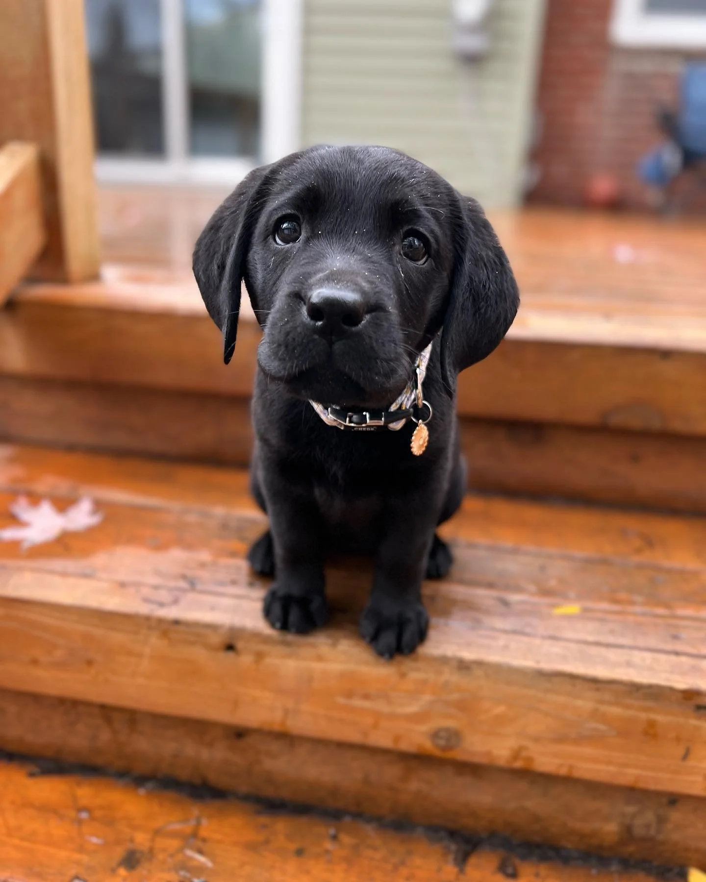 Black puppy sitting on wooden steps outdoors with a house and window in the background