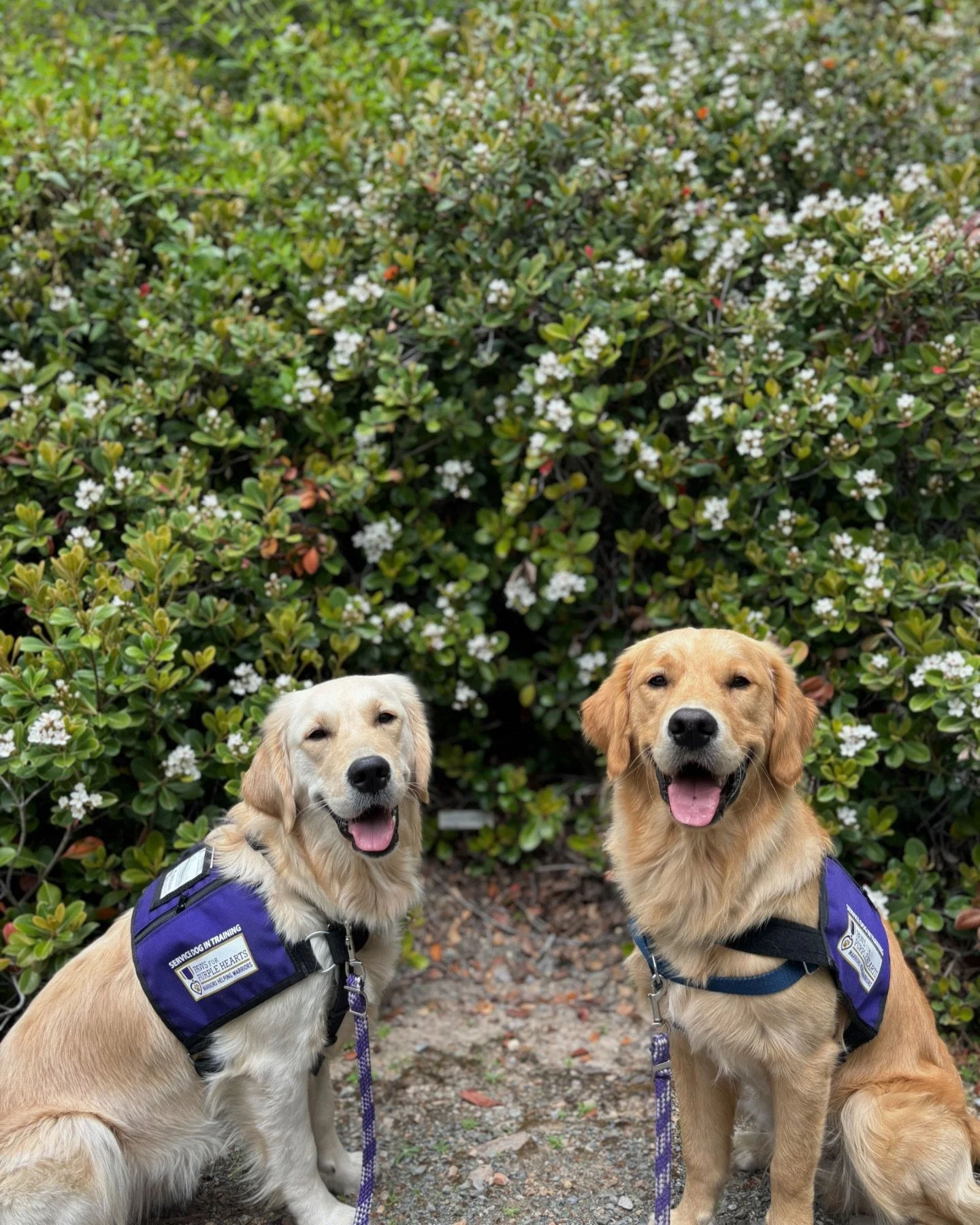 Two golden retriever service dogs sitting outdoors on dirt, wearing blue service vests, in front of a large green bush with white flowers.