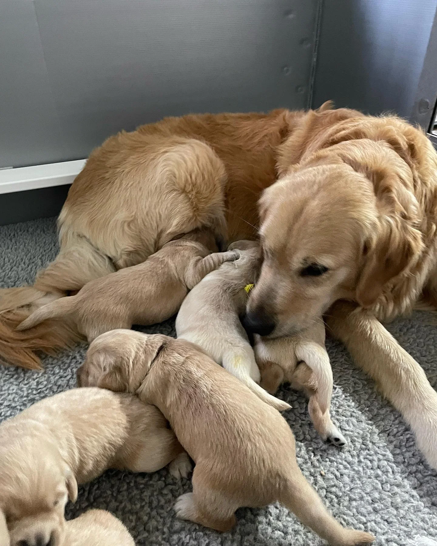 Golden retriever mother with five small puppies nursing and playing on a gray carpet.