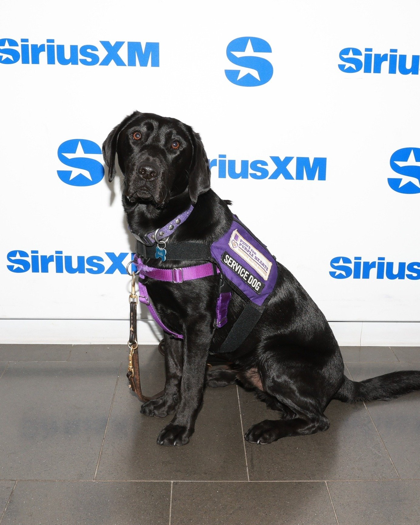 Thank you so much again to the @wilkowmajority for once again having Paws For Purple Hearts speak on your Veterans Day broadcast! Thank you so much for your commitment to our Veterans, and for helping us spread the word about Paws for Purple Hearts! 