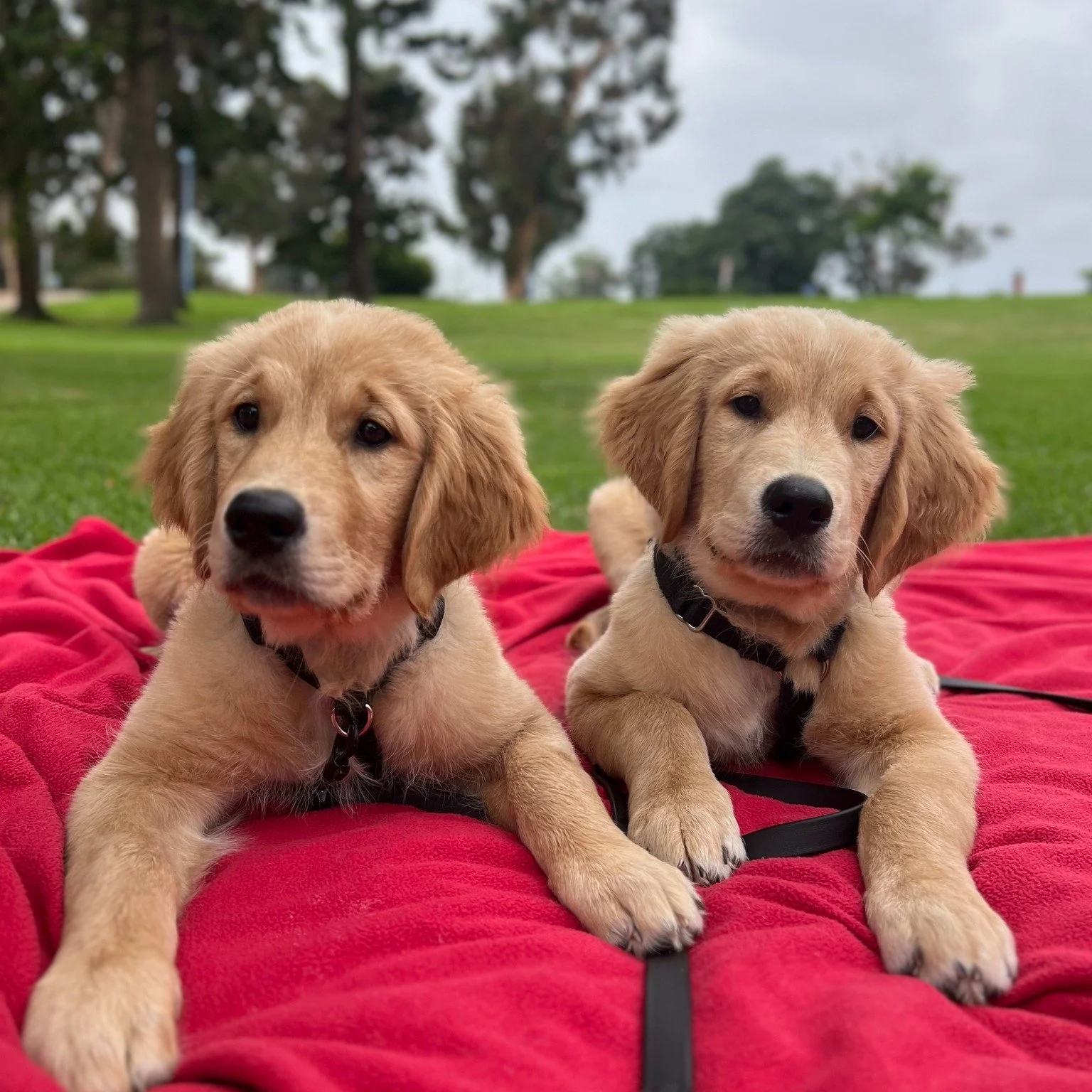 Two golden retriever puppies lying on a red blanket in a park with trees and grass in the background.