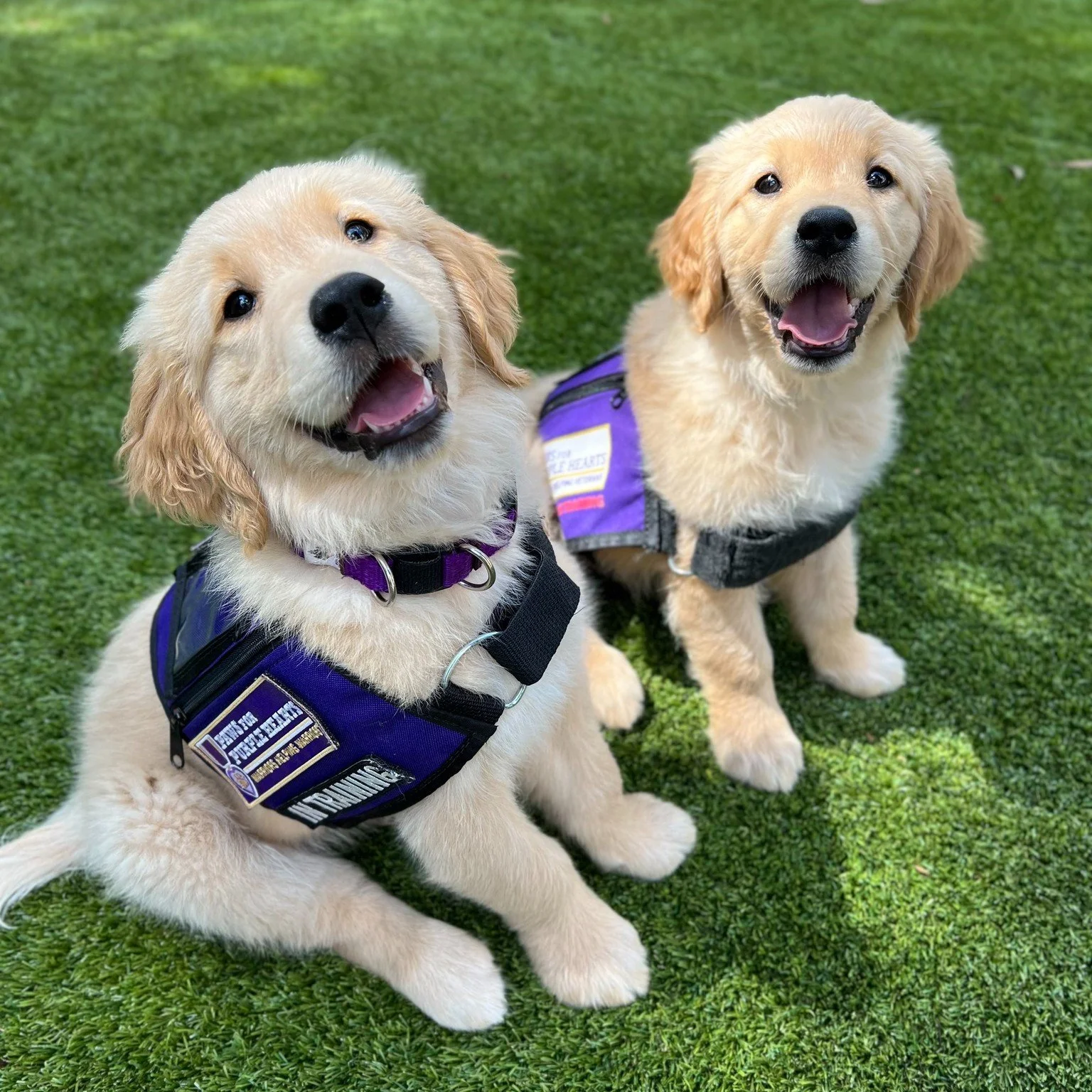 Two happy golden retriever puppies with blue service dog vests sitting on grass.