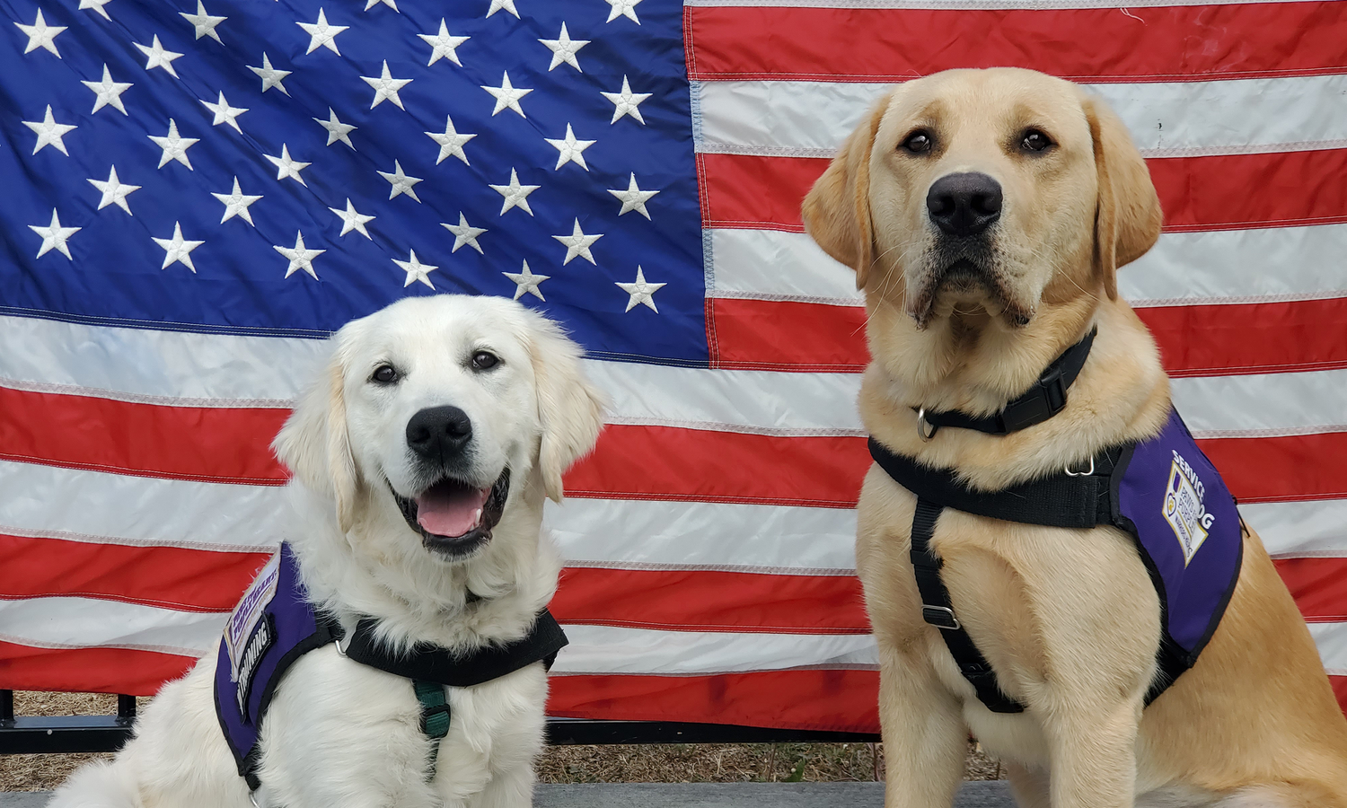 Paws for Purple Hearts