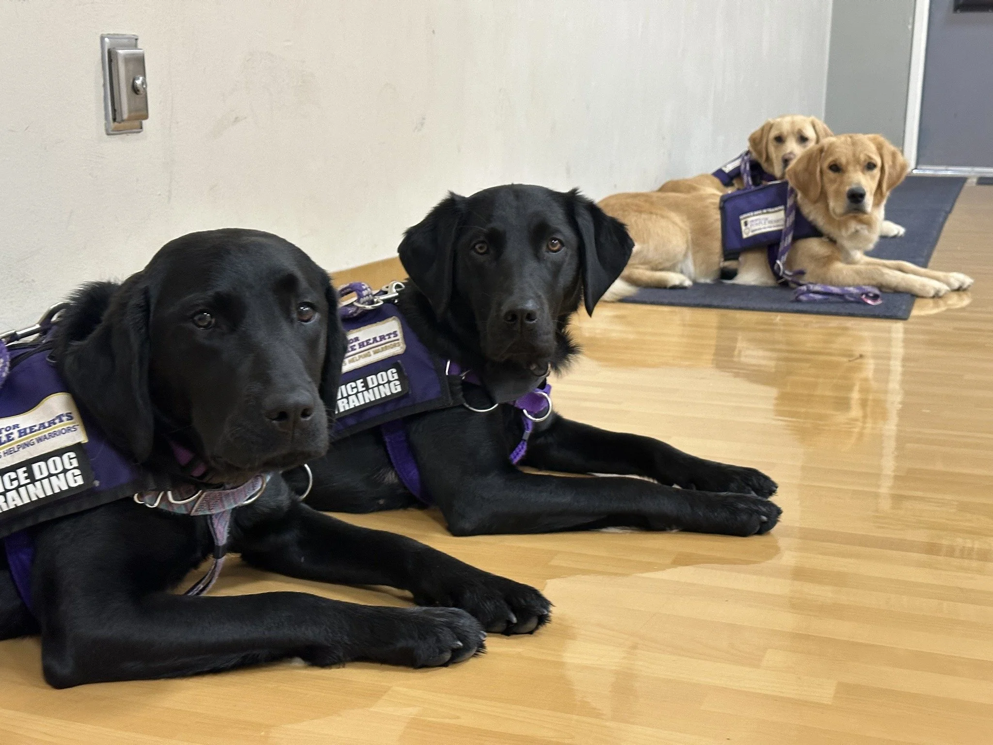 Four guide dogs lying on a wooden floor with purple training vests, two black and two yellow, in an indoor setting.