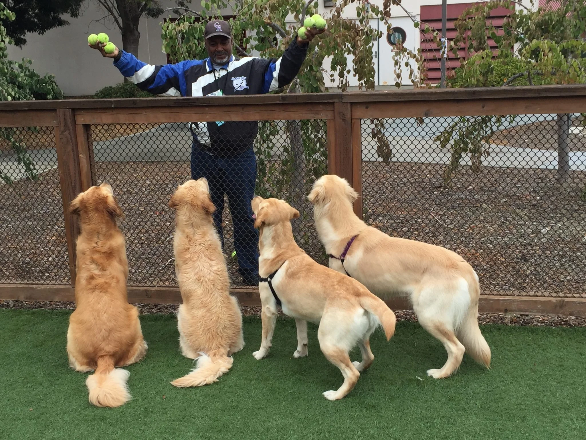 A man standing behind a wooden fence holding two green tennis balls in each hand, with four Golden Retrievers sitting on green grass looking up at him.