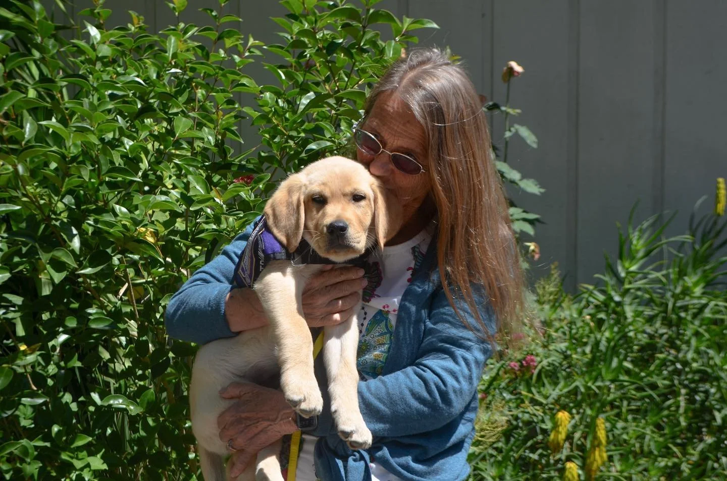 An older woman with long hair and sunglasses holding a young Labrador retriever puppy outdoors in a garden with green foliage.