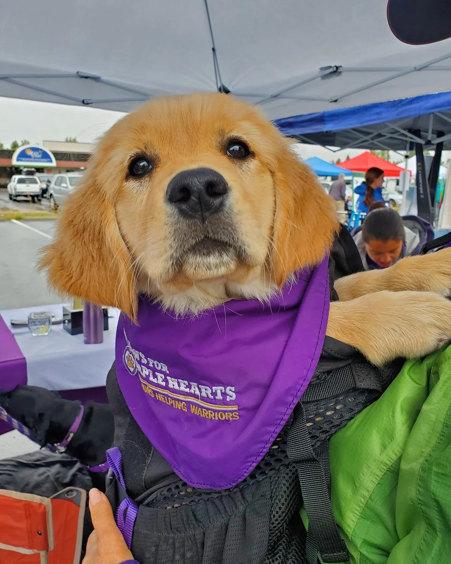 Close-up of a golden retriever puppy with a purple bandana over a black harness, at an outdoor event with tents and people in the background.