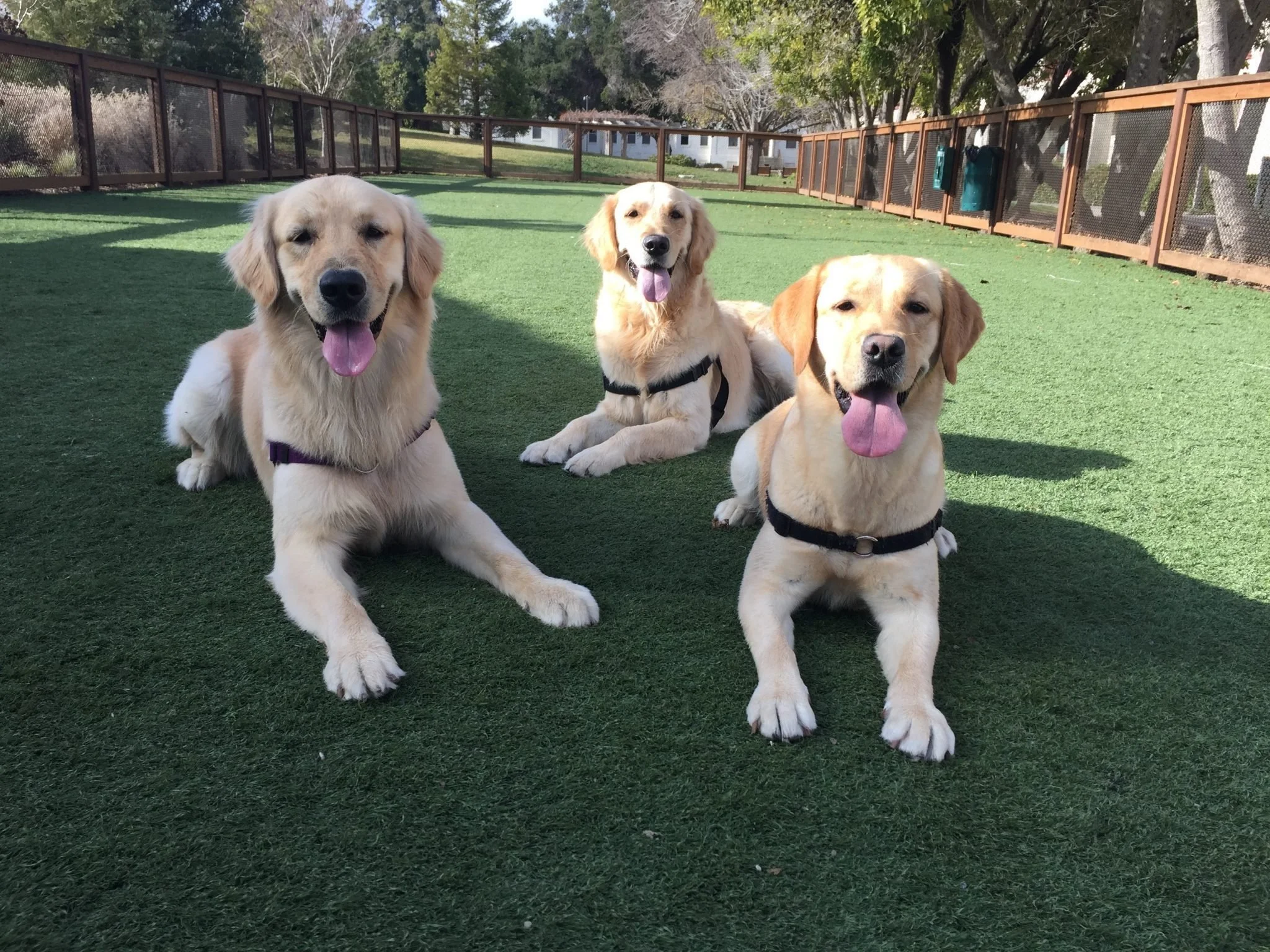 Three golden retriever puppies lying on artificial grass in a fenced outdoor area, smiling with tongues out.