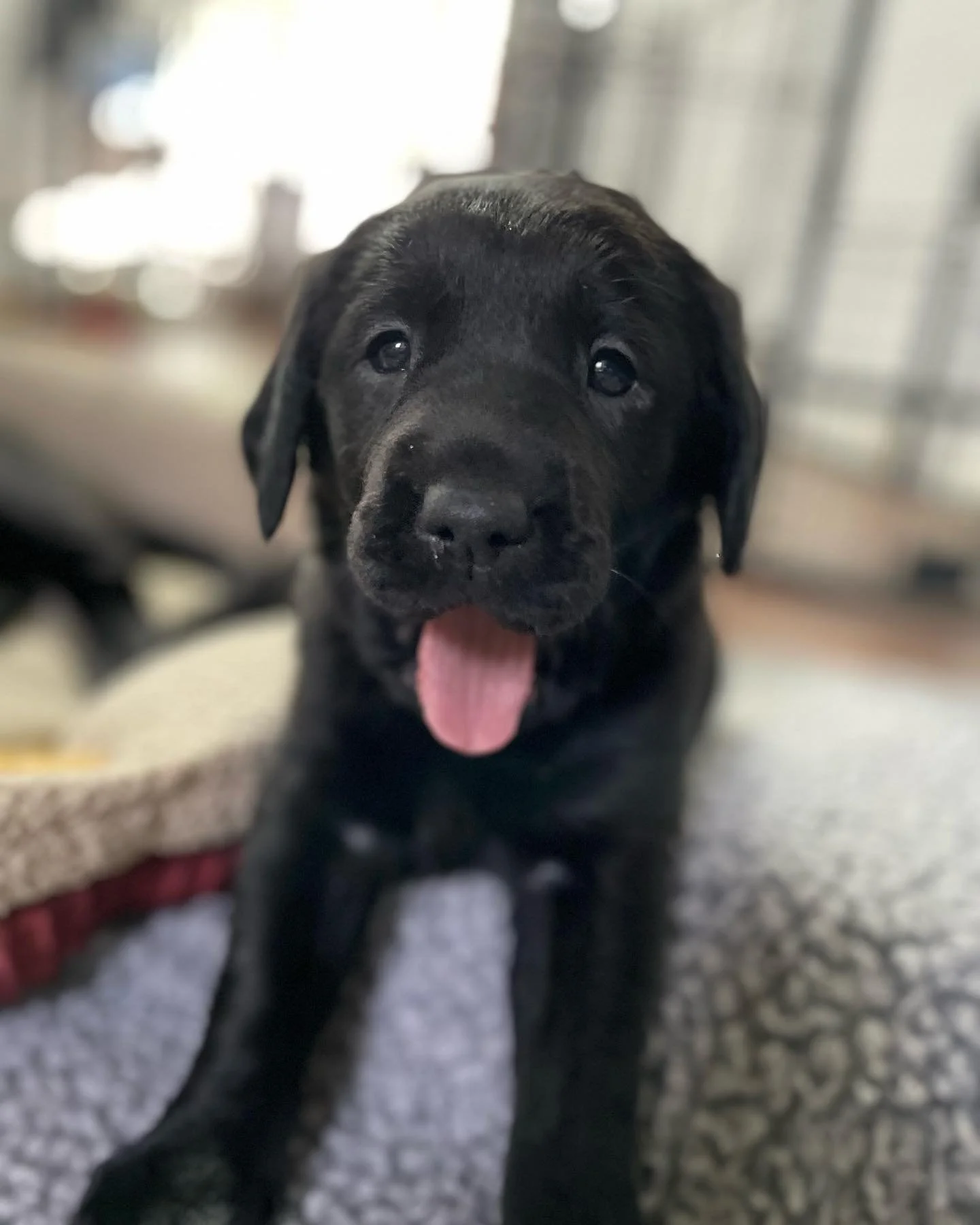 Cute black Labrador puppy with its tongue out, sitting on a gray carpet in an indoor setting.