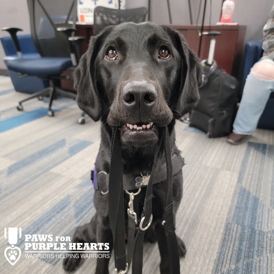 Black Labrador puppy sitting indoors with a friendly expression, wearing a harness, with an office setting in the background.