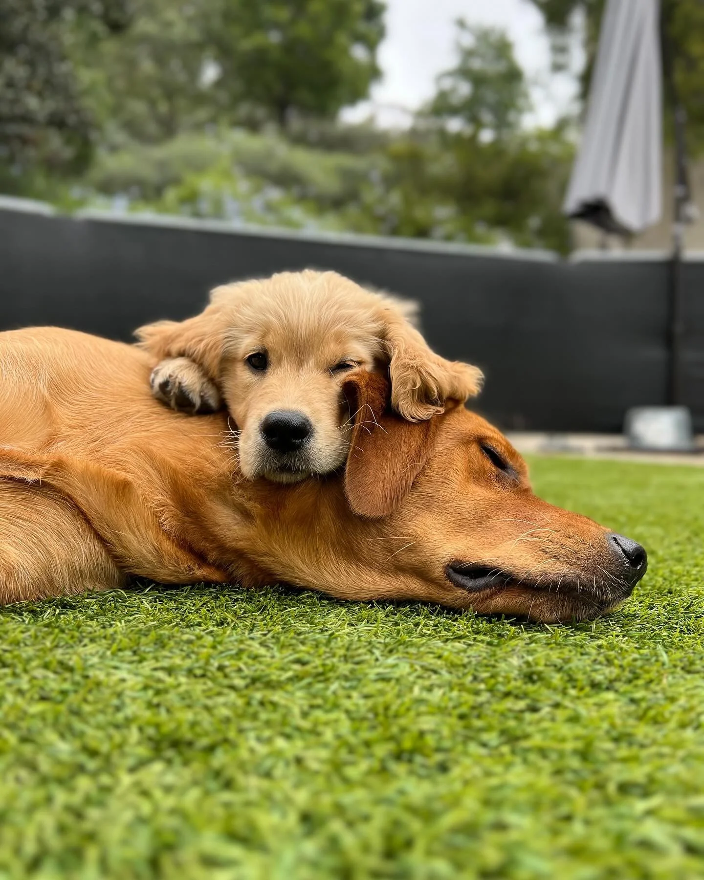 A puppy resting its head on a sleeping older dog on green grass, outdoors with trees and a patio umbrella in the background.