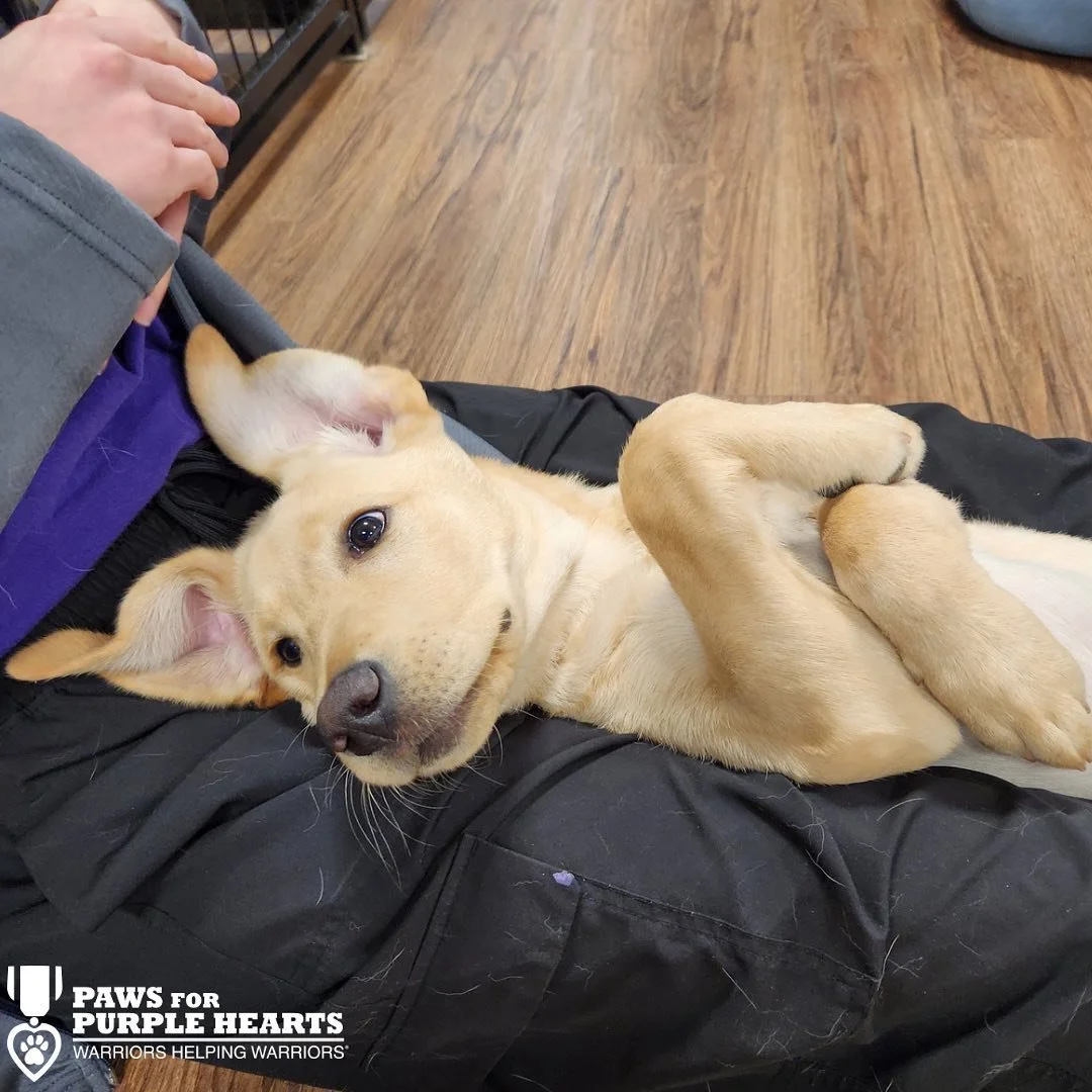 A light-colored puppy lying on its back on a person's lap, looking at the camera with one ear flopped and one held upright. The person is sitting on a wooden floor, wearing dark pants and a gray jacket.