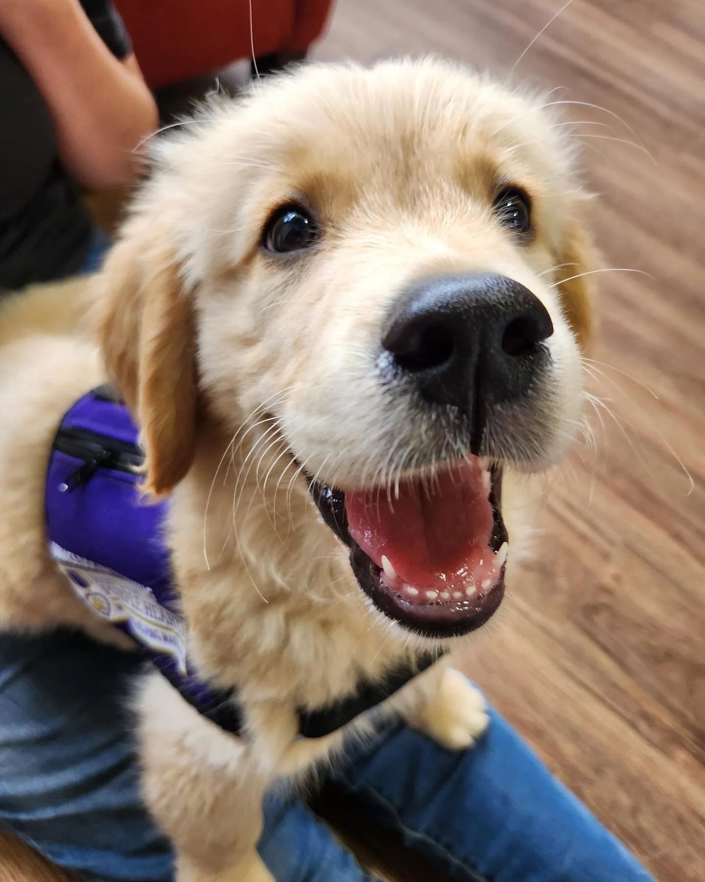 Close-up of a happy golden retriever puppy with an open mouth, sitting on someone's lap indoors.