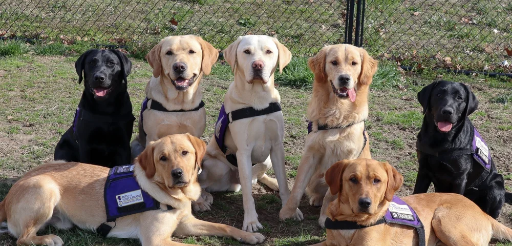 Our Services — Paws for Purple Hearts