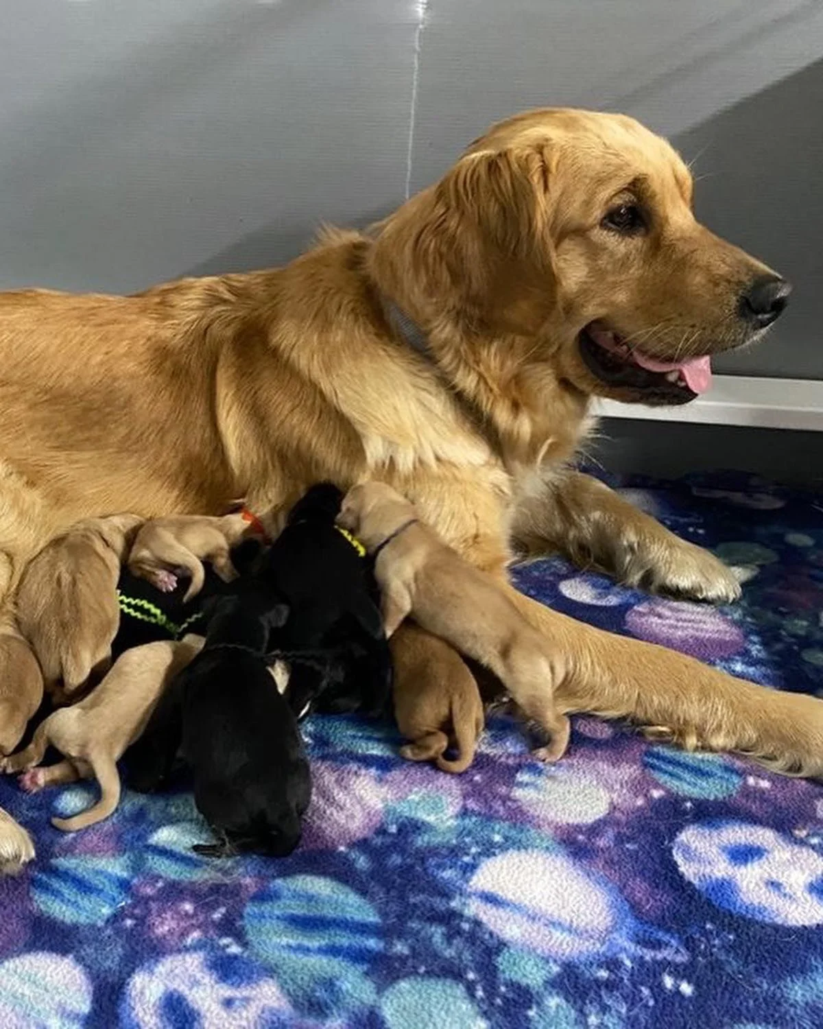 A golden retriever dog laying on a colorful blanket with several newborn puppies nursing.