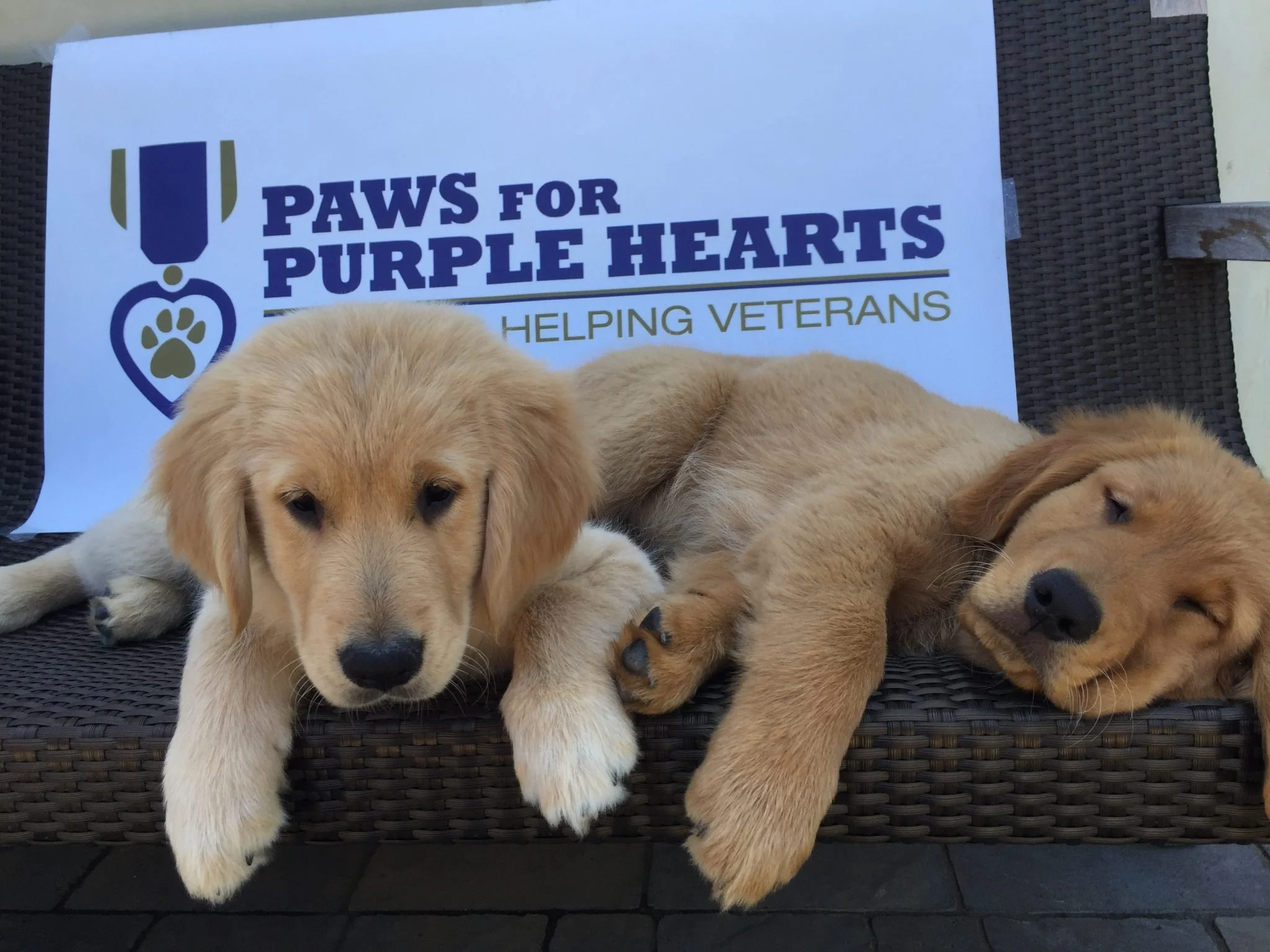 Two golden retriever puppies lying on a woven outdoor bench, with a sign behind them that reads 'Paws for Purple Hearts Helping Veterans'.