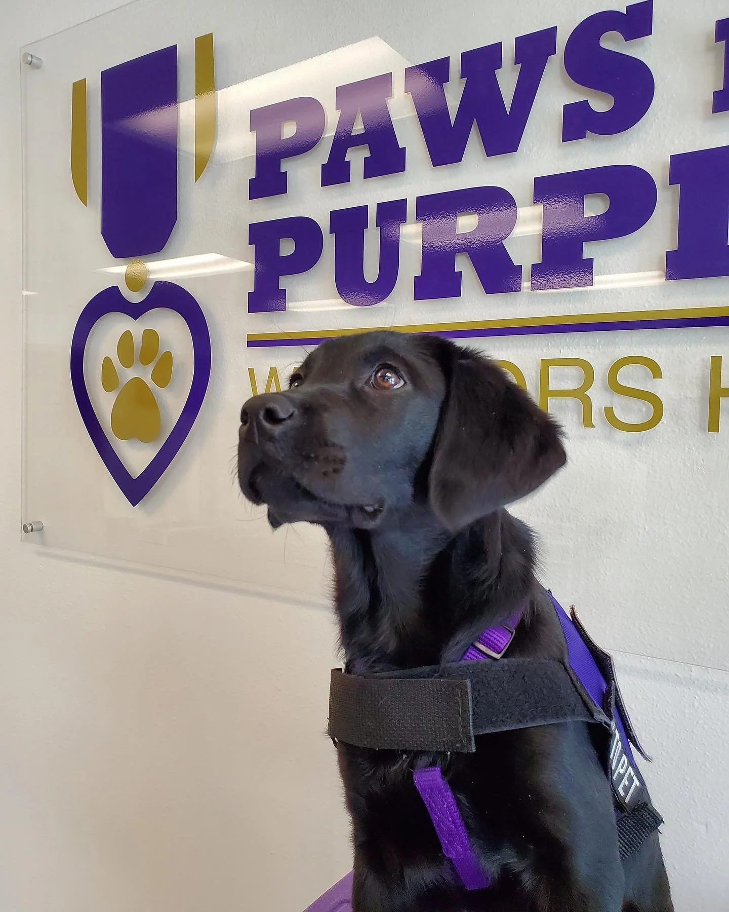 A black guide dog wearing a purple harness sitting in front of a sign that says "Paws Purple" with a purple paw print logo.