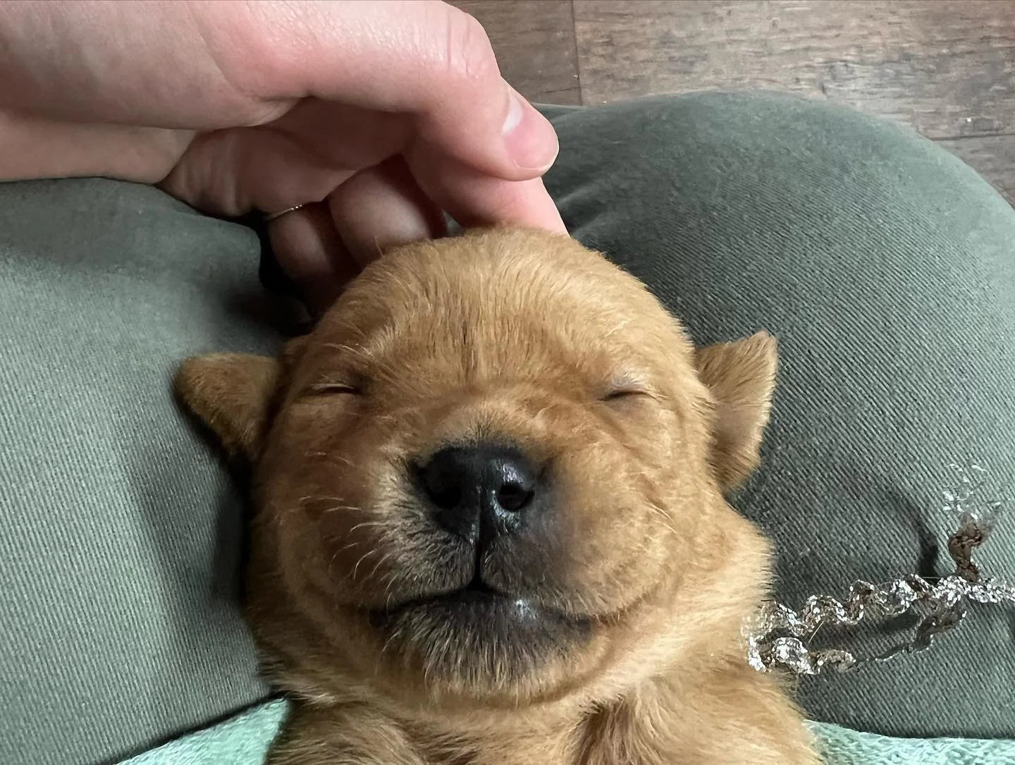 A small brown puppy sleeping peacefully with a hand gently resting on its head.