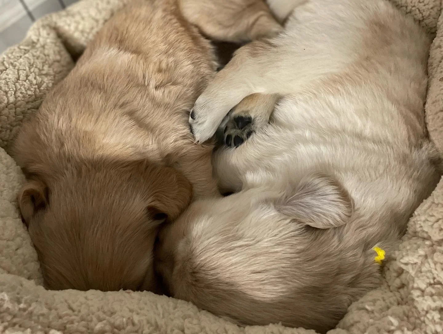Three puppies sleeping closely together in a cozy bed.