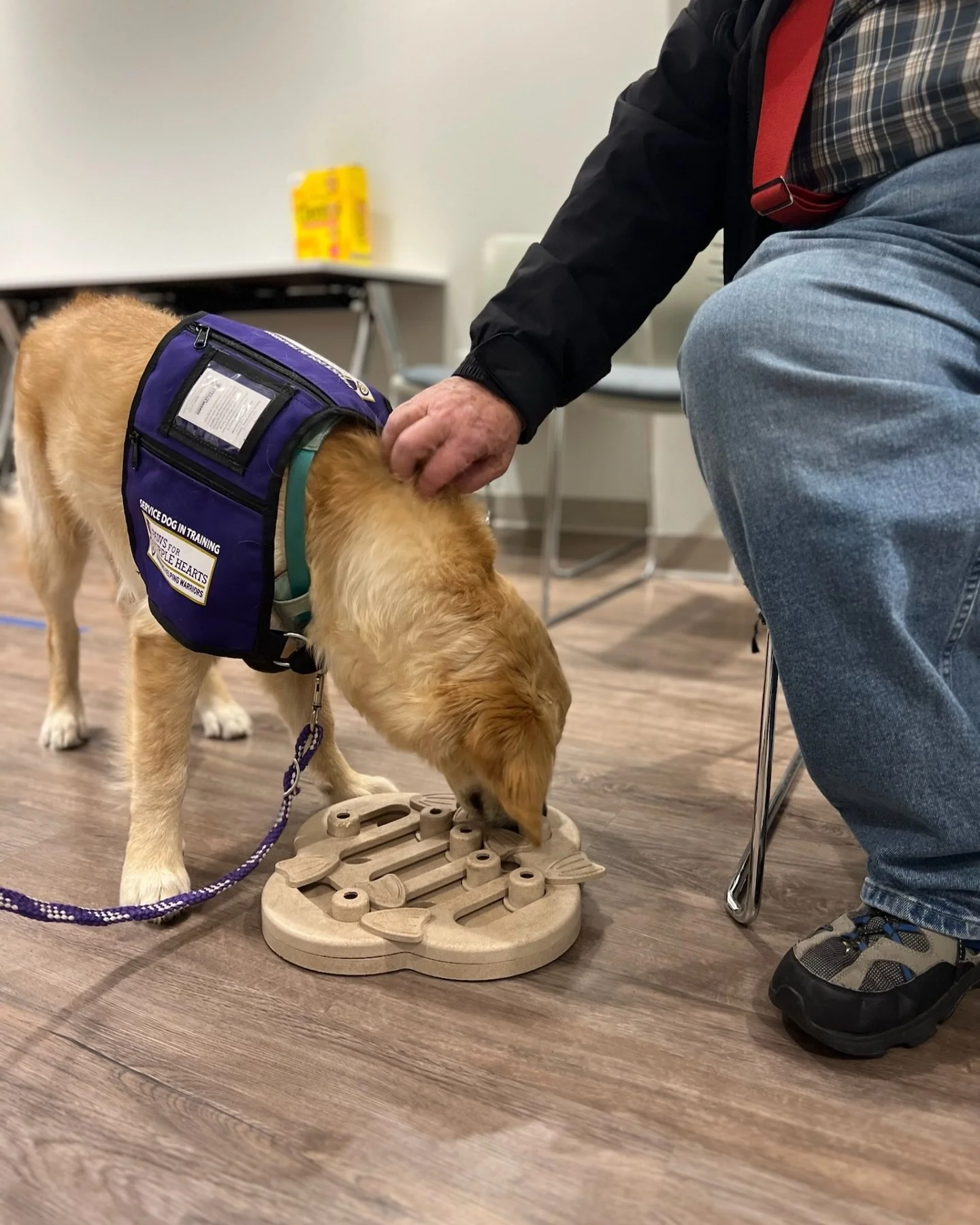 A service dog in training, a golden retriever, sniffing a puzzle toy on the floor while a person pets its head.