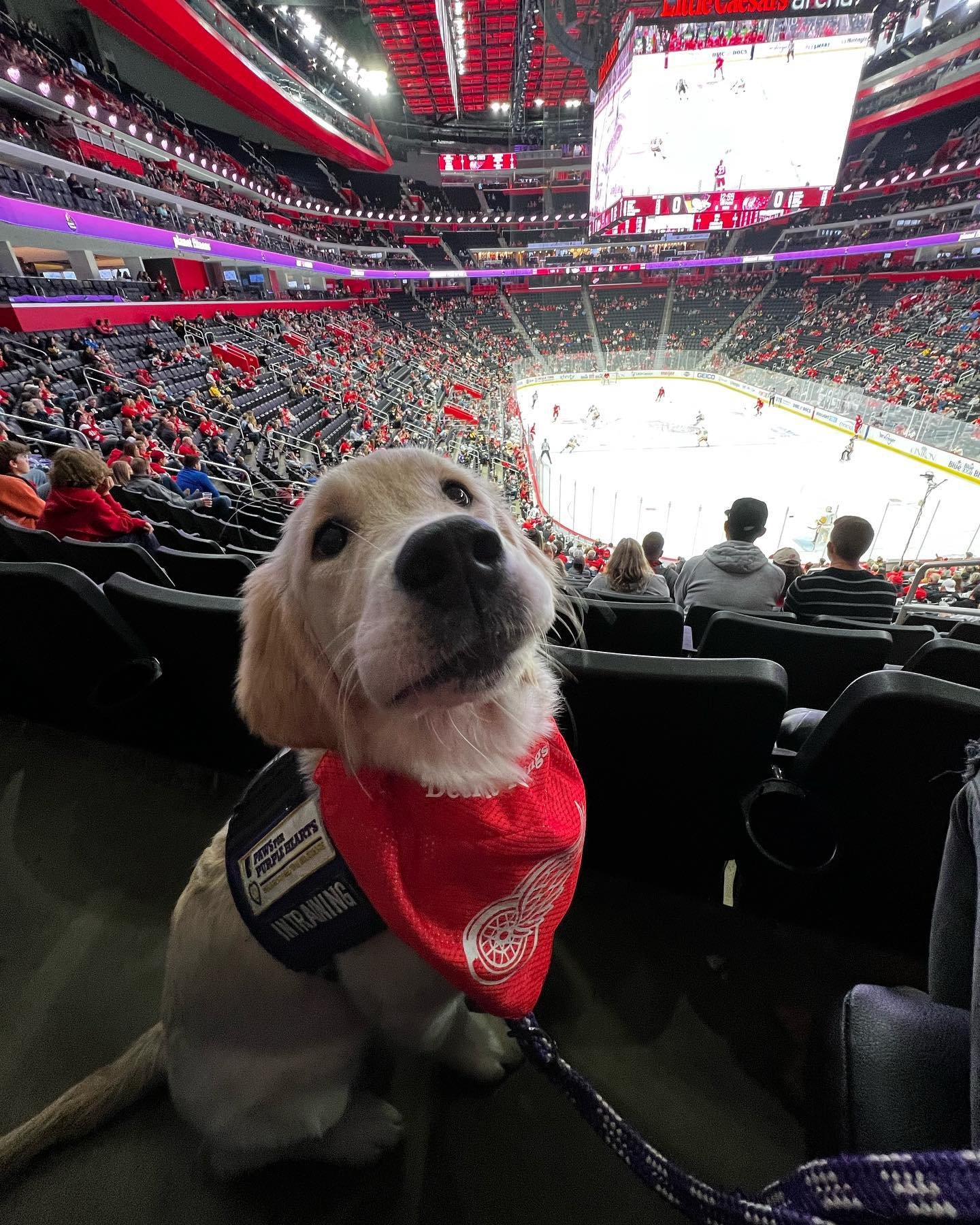 A puppy wearing a red Detroit Red Wings jersey sitting in a stadium seat at a hockey game, with the ice rink and players visible in the background.