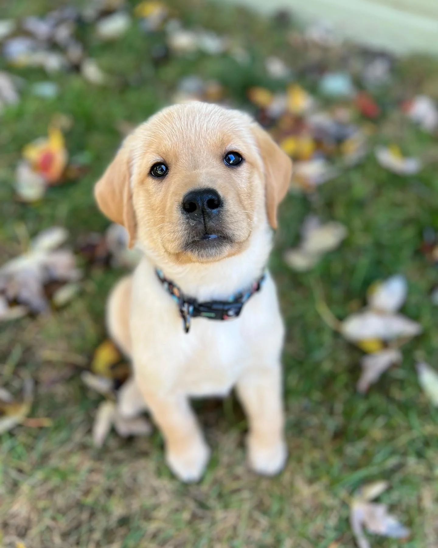 A young yellow Labrador Retriever puppy with a black collar sitting outdoors on grass and looking up at the camera.