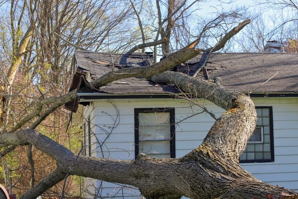 tree-damage-home-insurance-claim.jpg