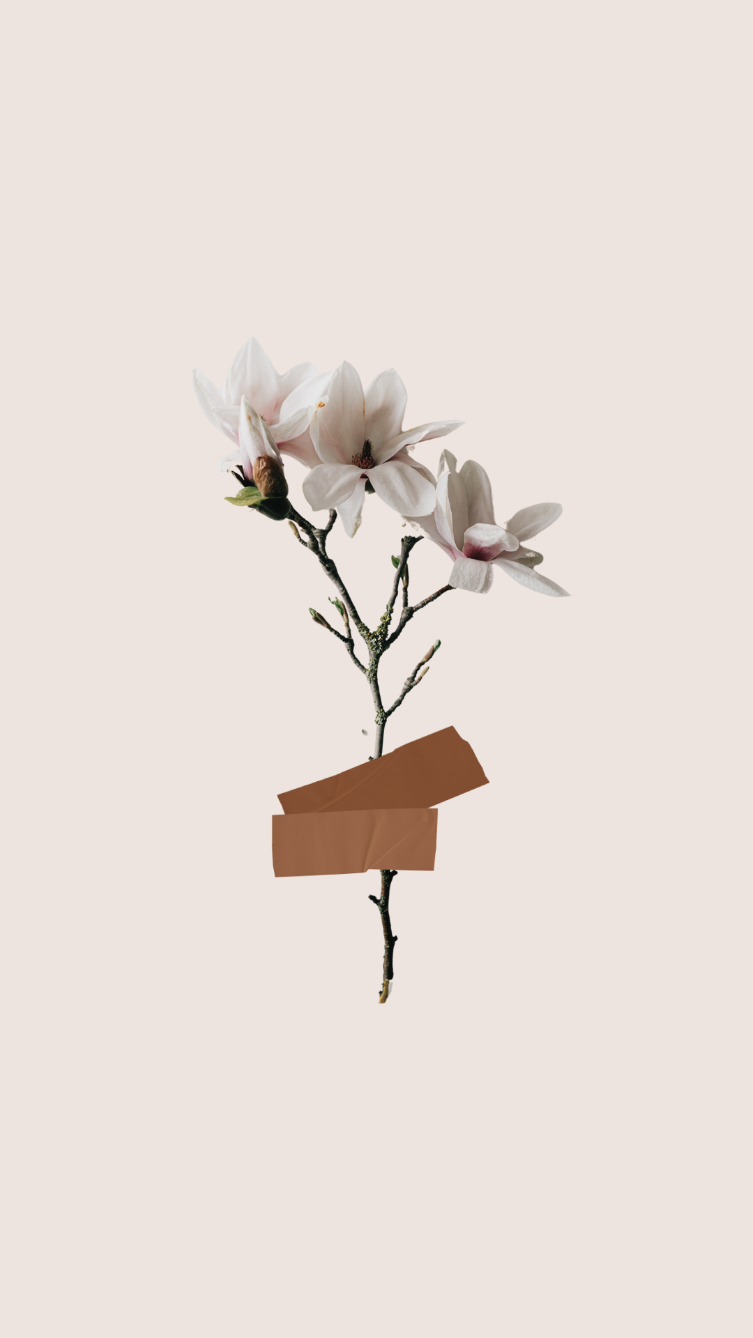 A branch of white magnolia flowers taped to a pink background with brown tape.