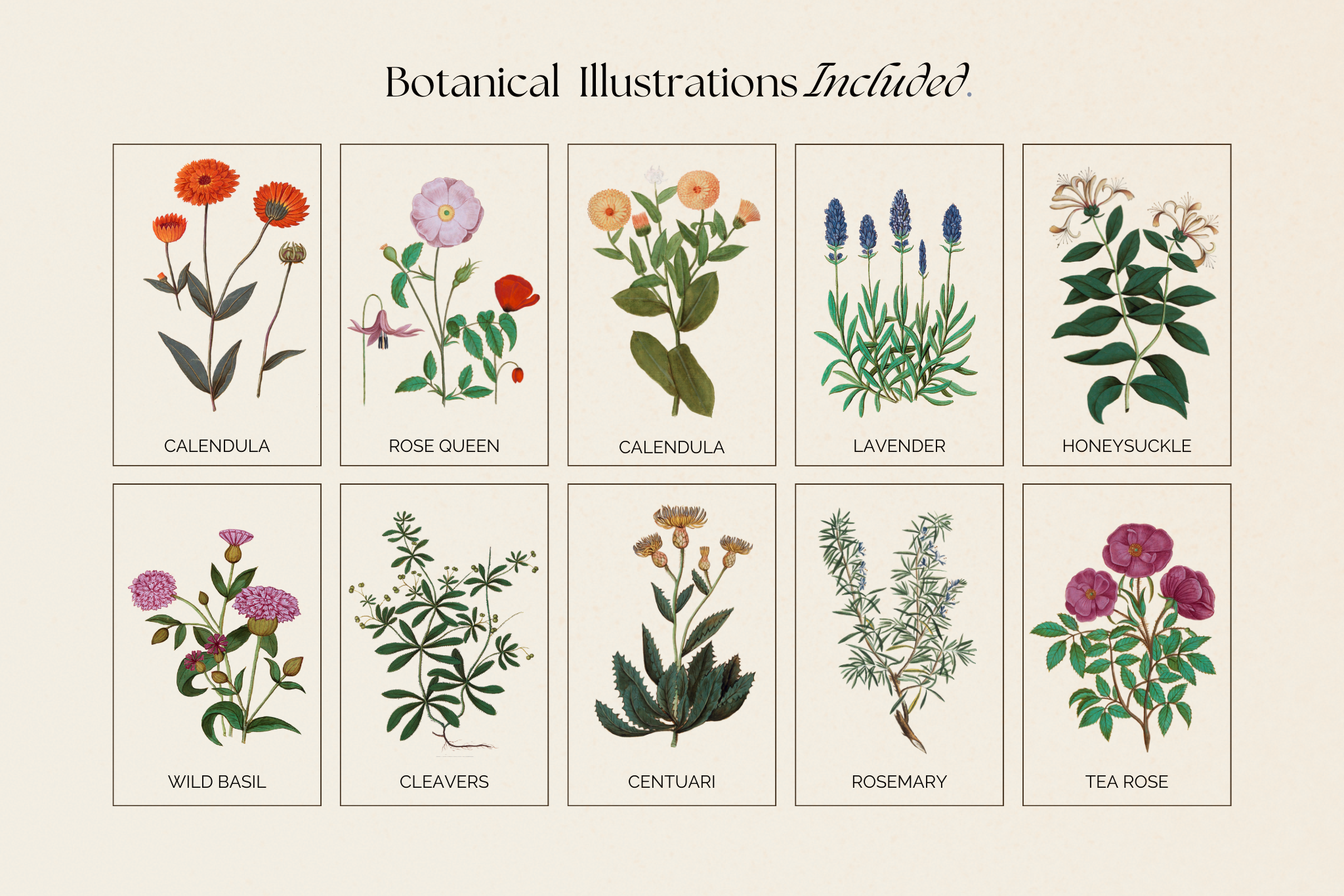 The Herbalist Canva Social Media Template Bundle 12