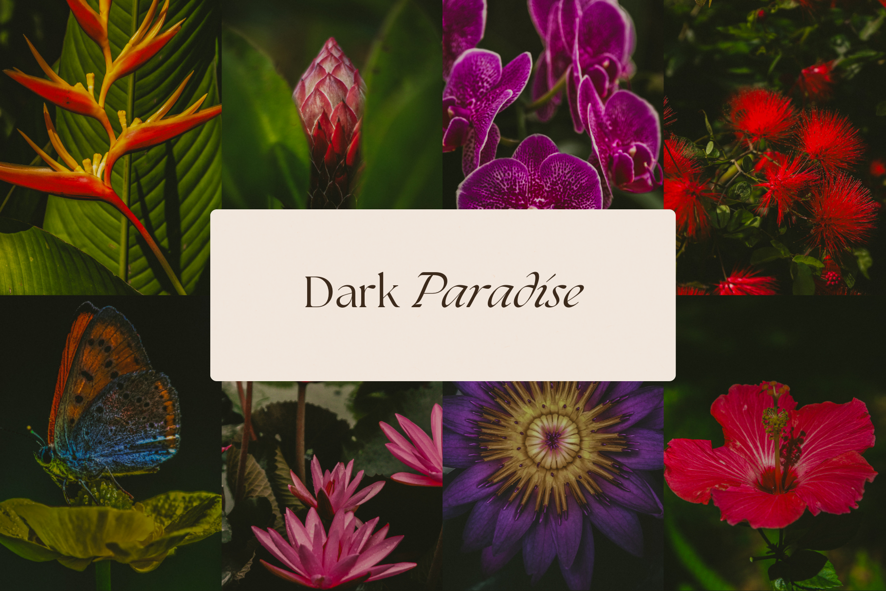 Dark Tropical Stock Photo Bundle 6