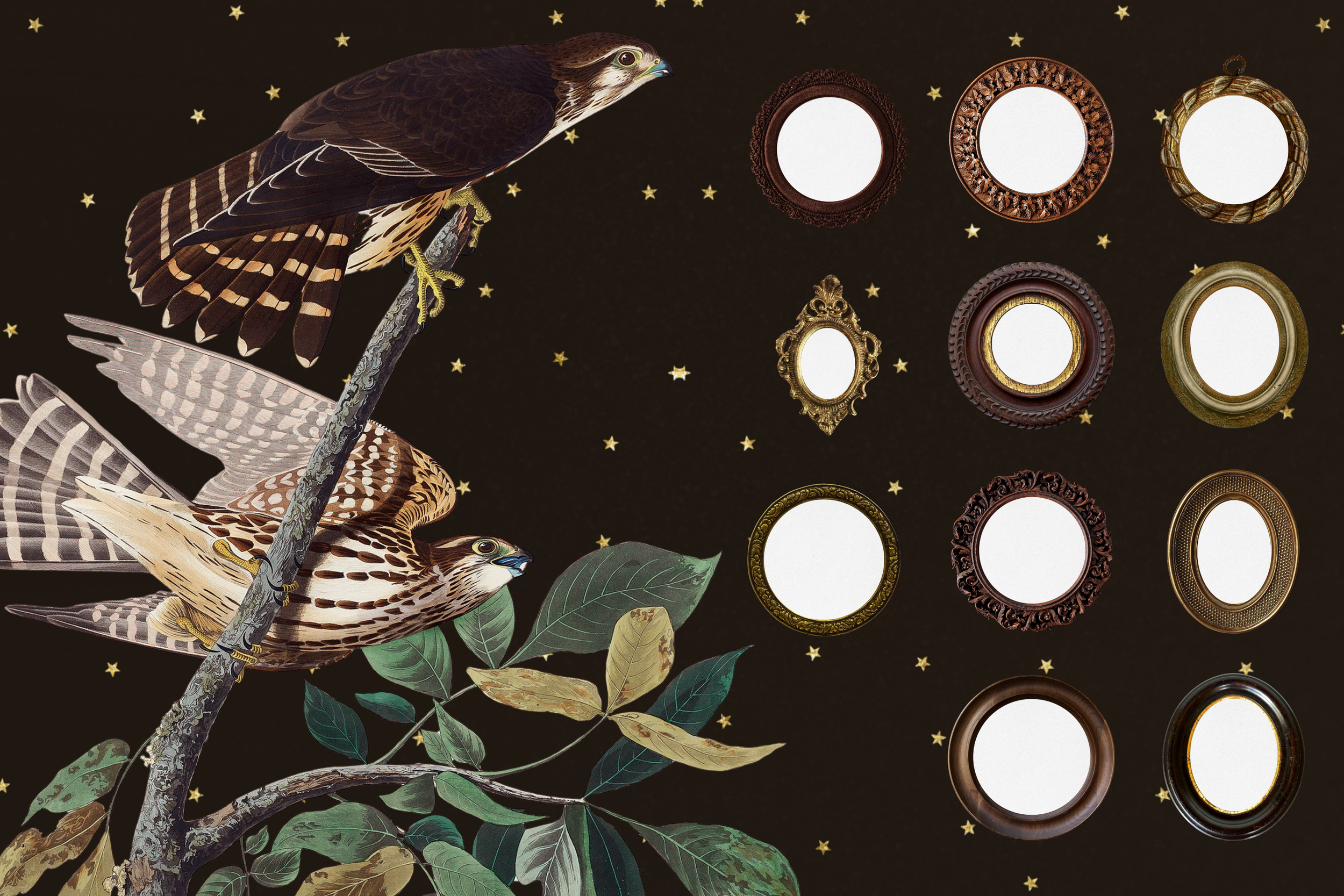 The Naturalist Canva Social Media Bundle 13