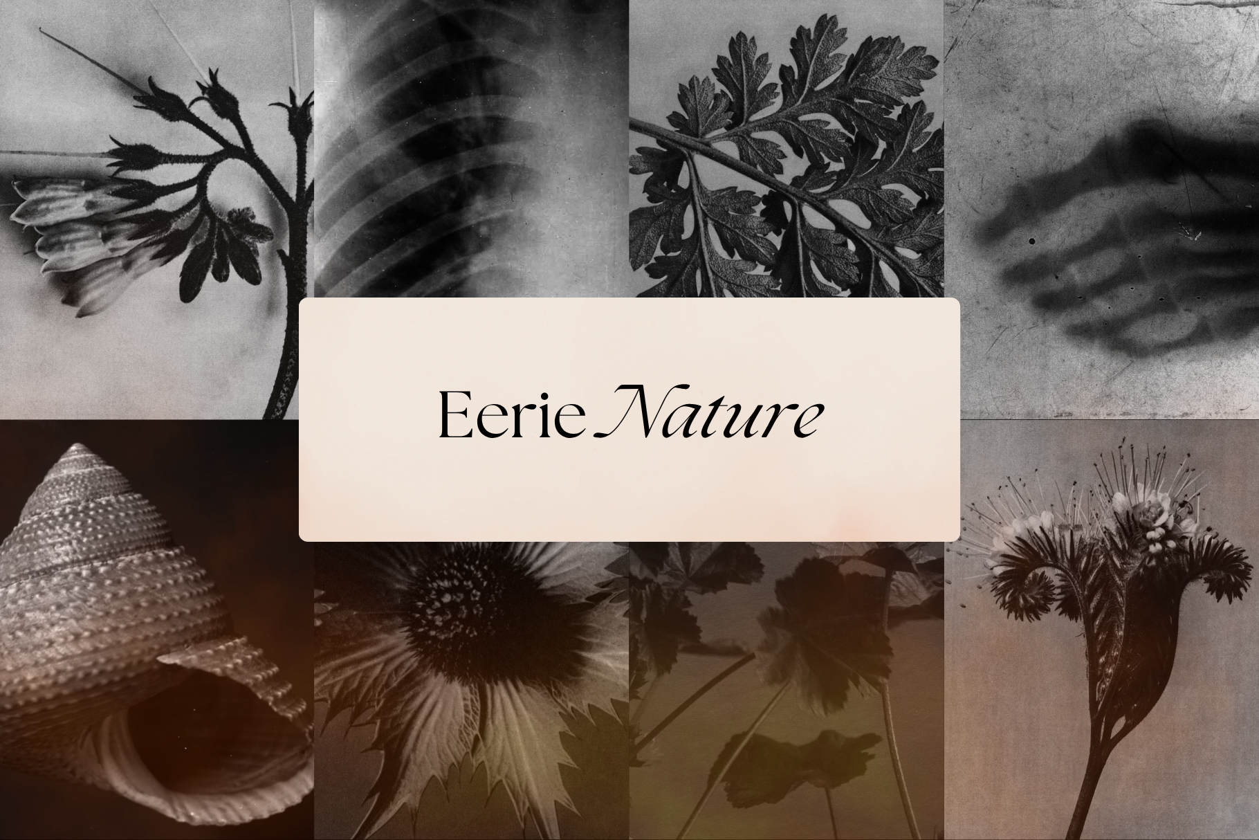 Dark Ephemera Stock Photo Bundle 5