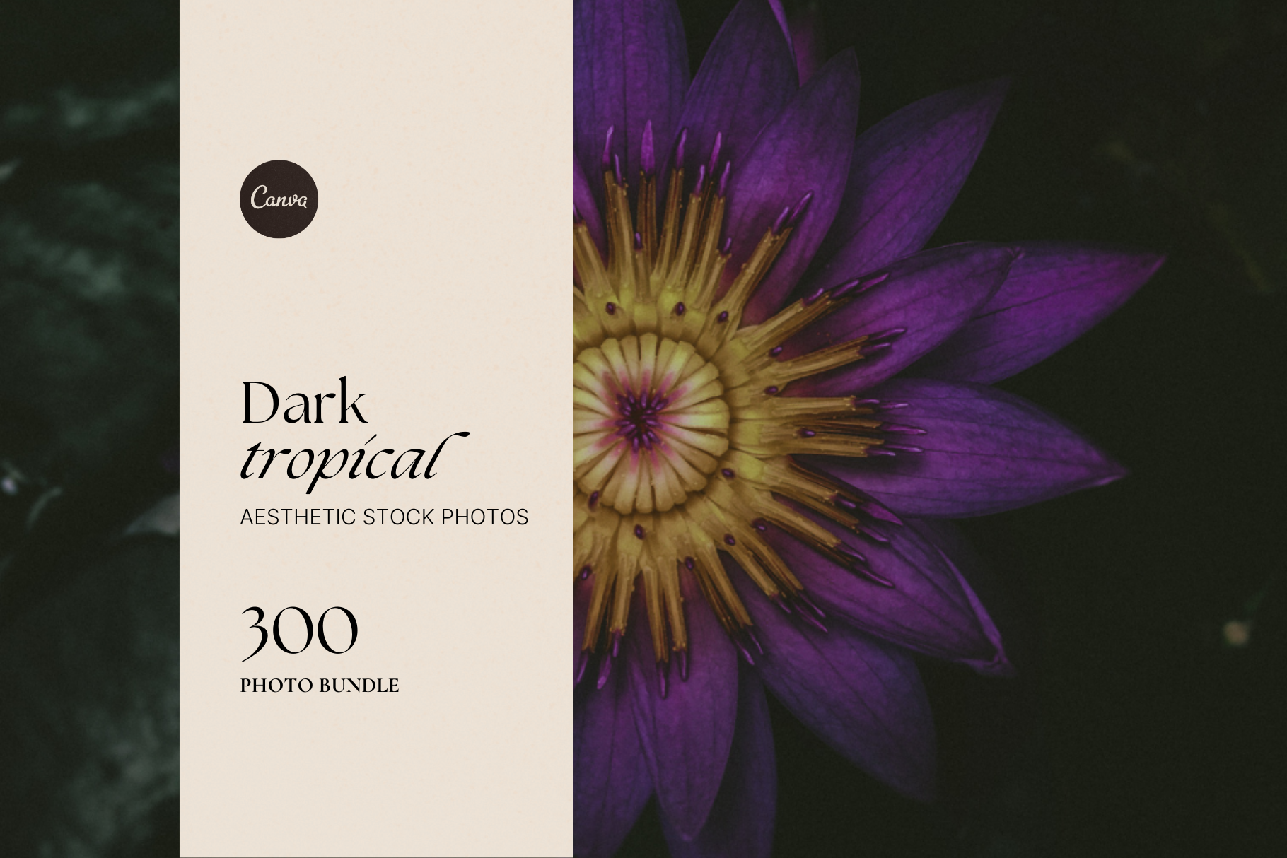 Dark Tropical Stock Photo Bundle 12