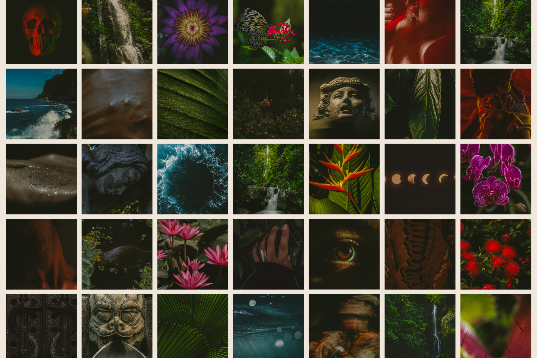 Dark Tropical Stock Photo Bundle 10